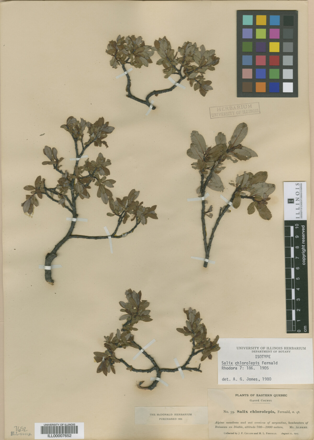 Salix chlorolepis image
