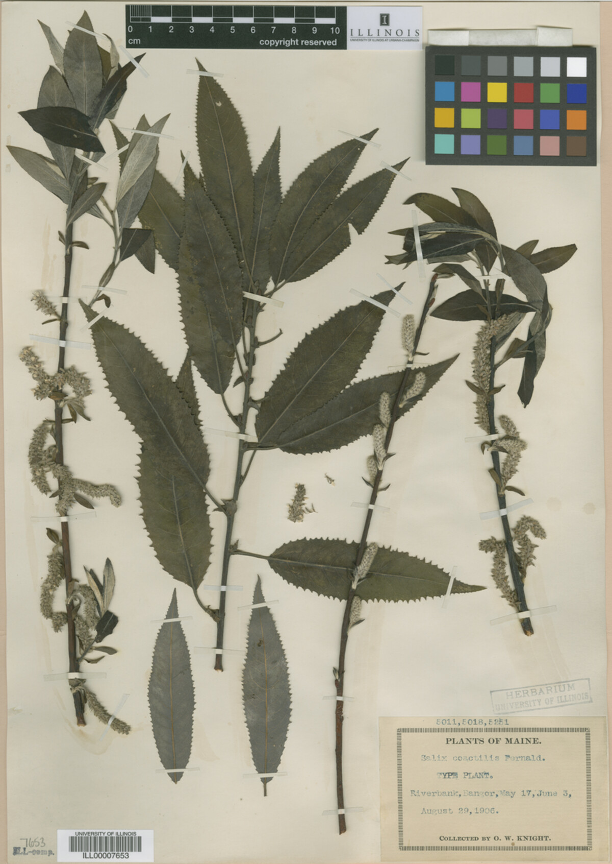 Salix sericea image