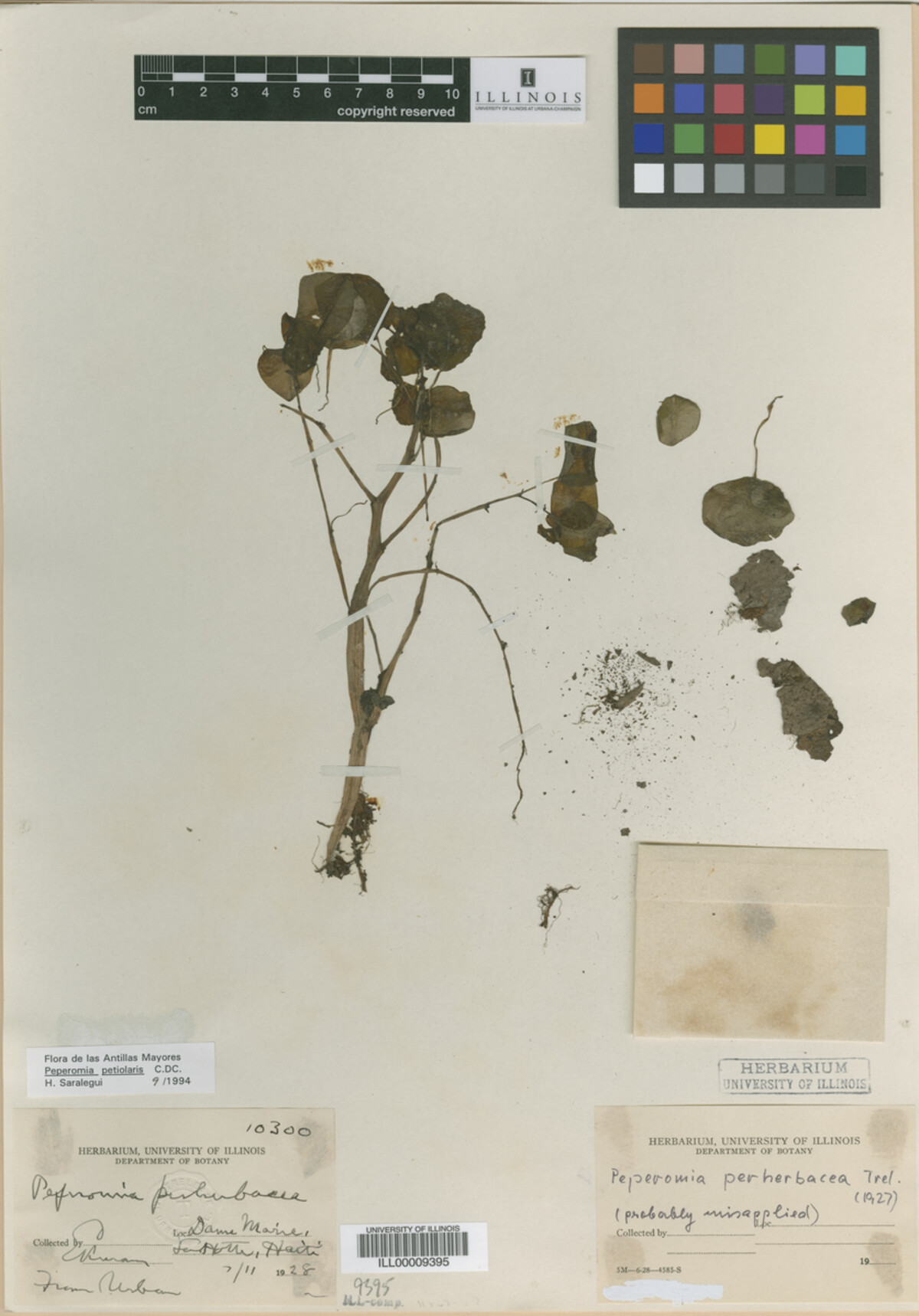 Peperomia perherbacea image