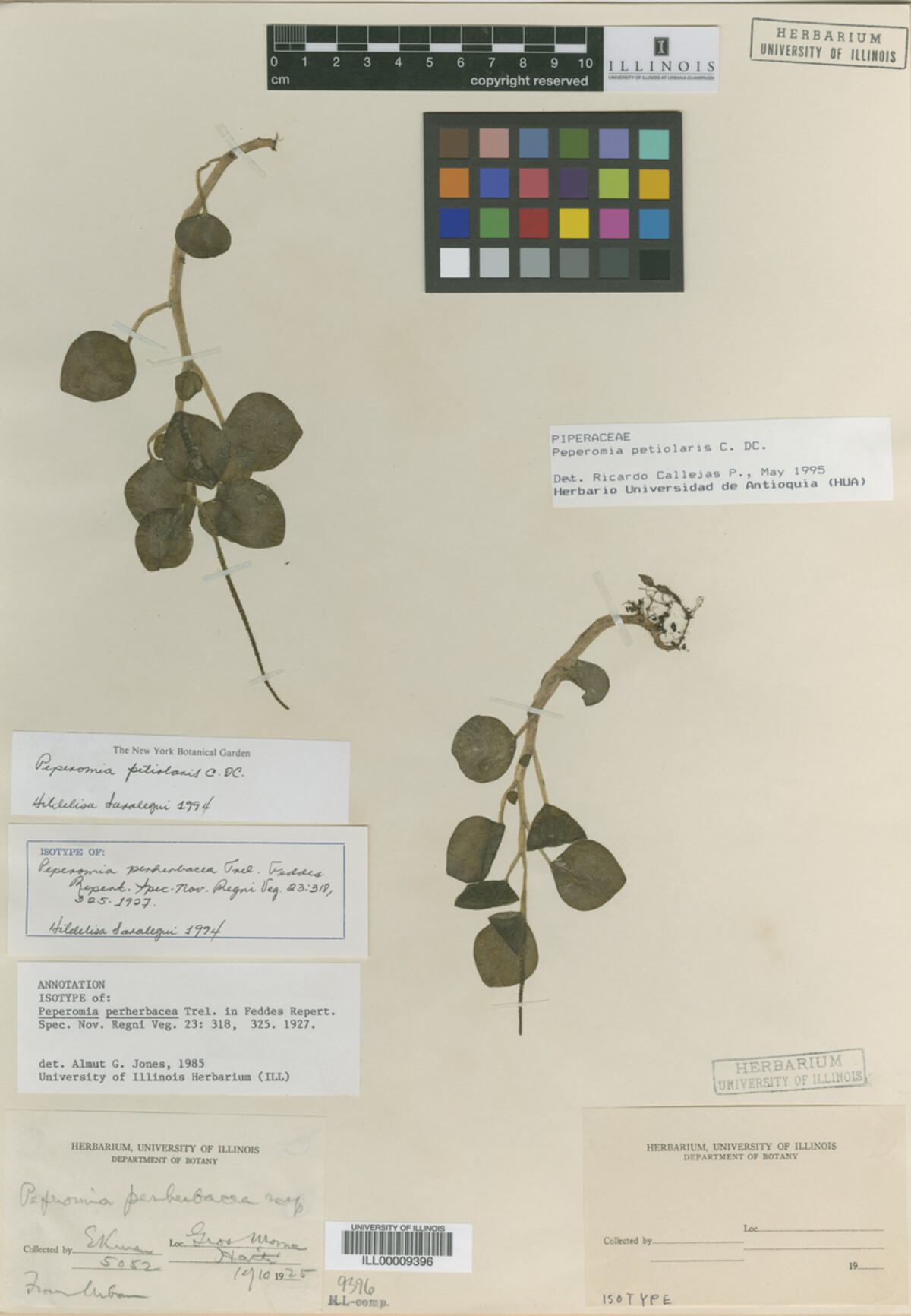 Peperomia perherbacea image
