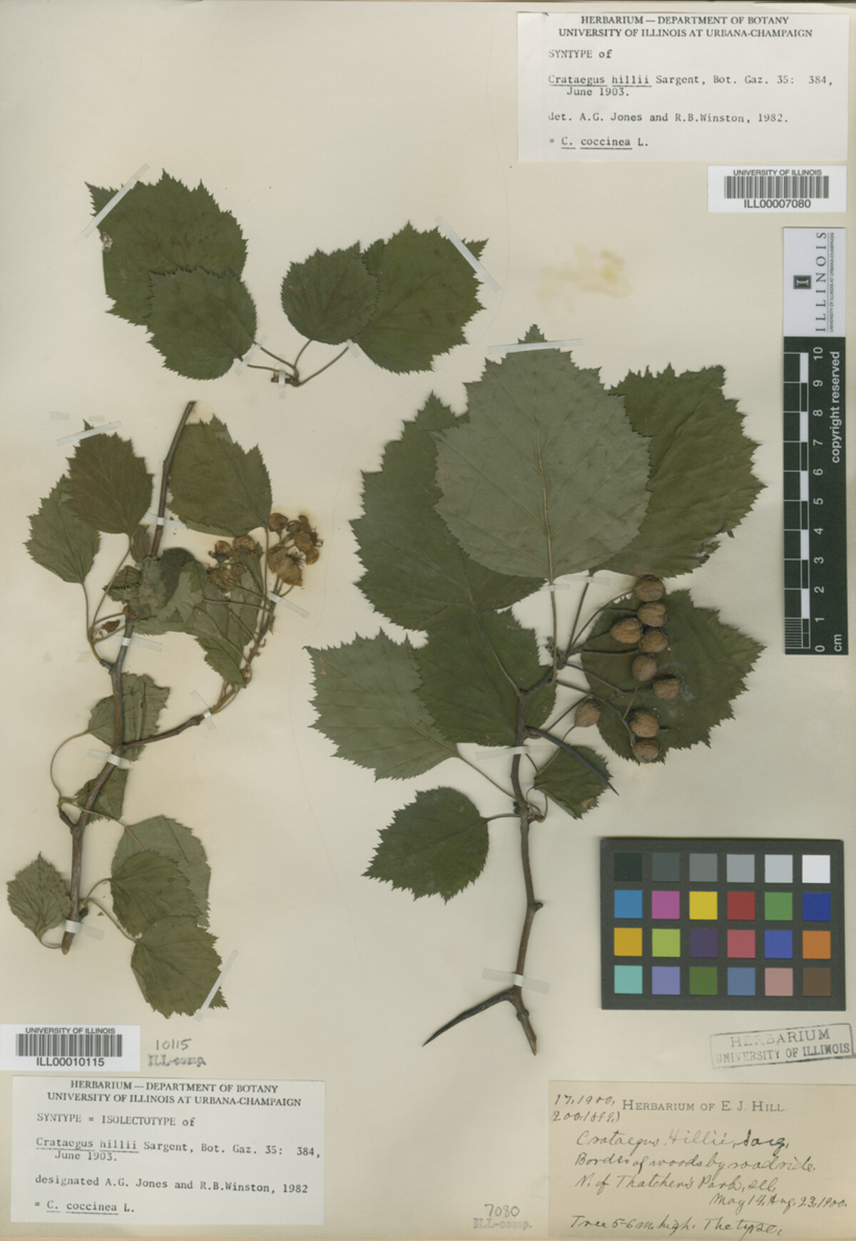 Crataegus magniflora image