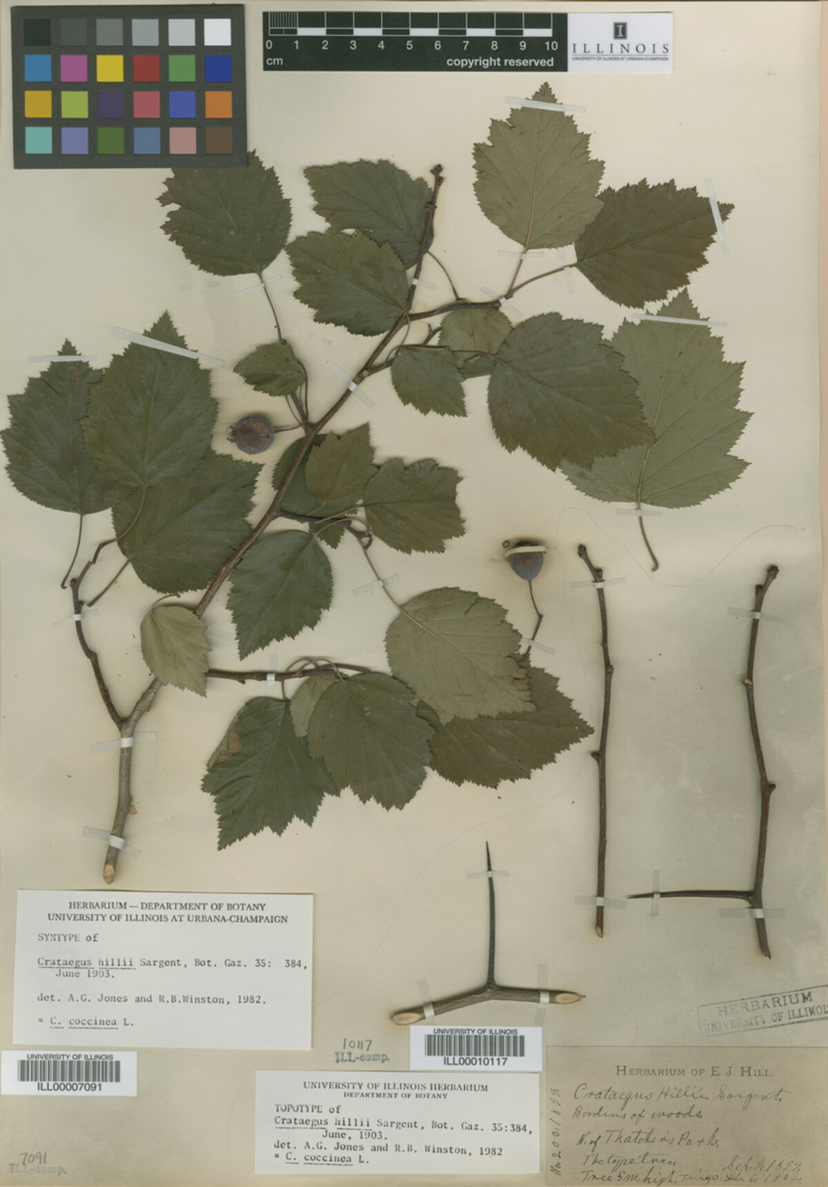 Crataegus magniflora image