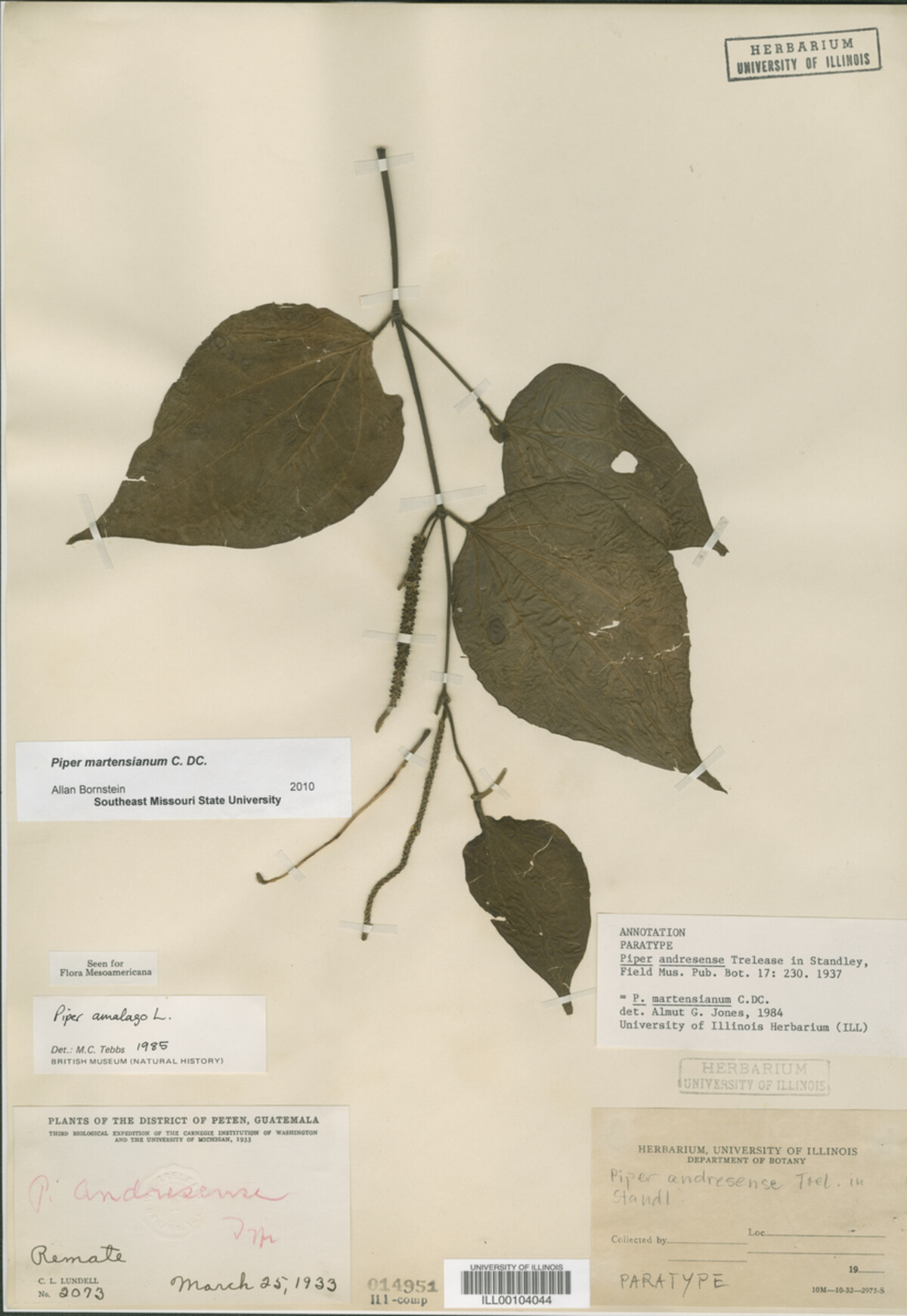 Piper martensianum image
