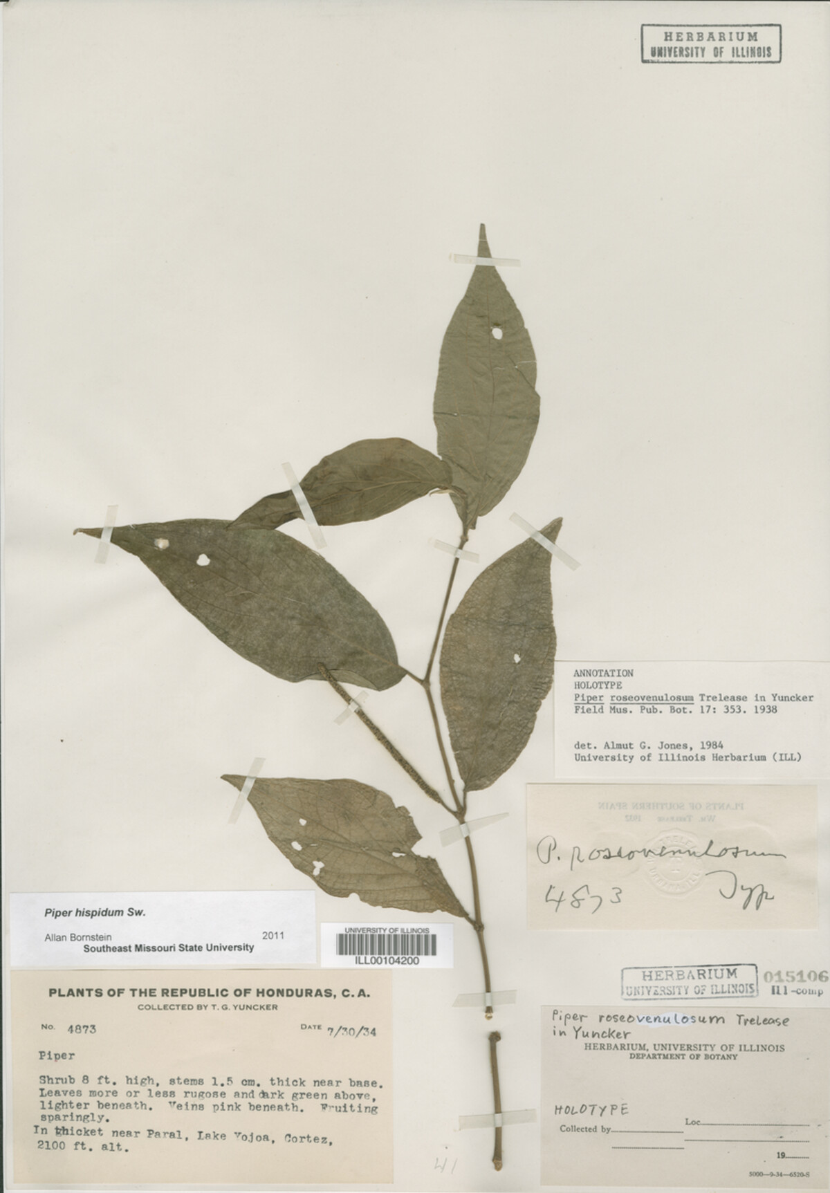 Piper hispidum image