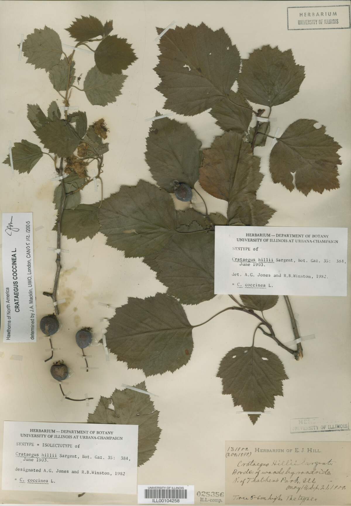 Crataegus magniflora image