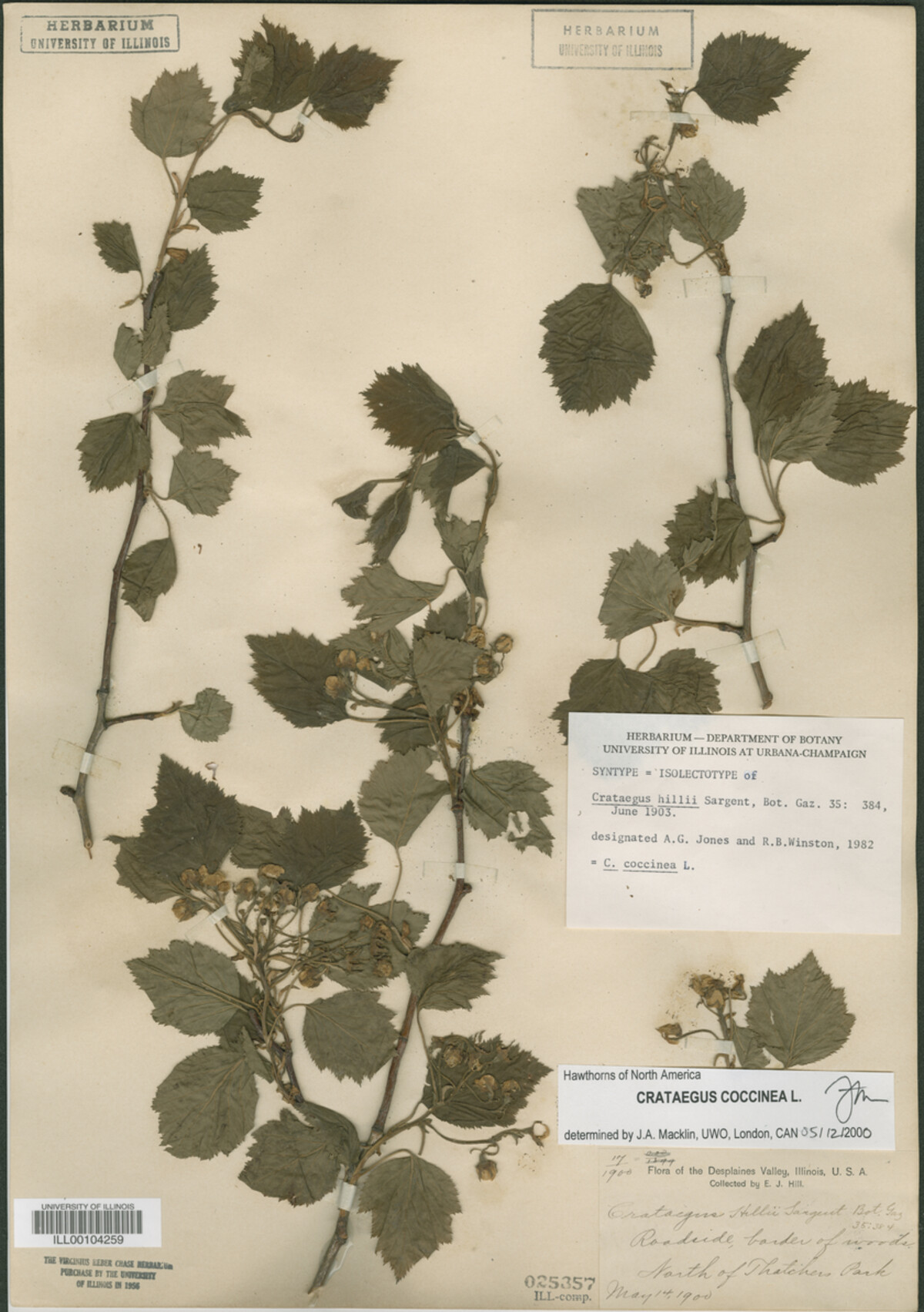 Crataegus magniflora image