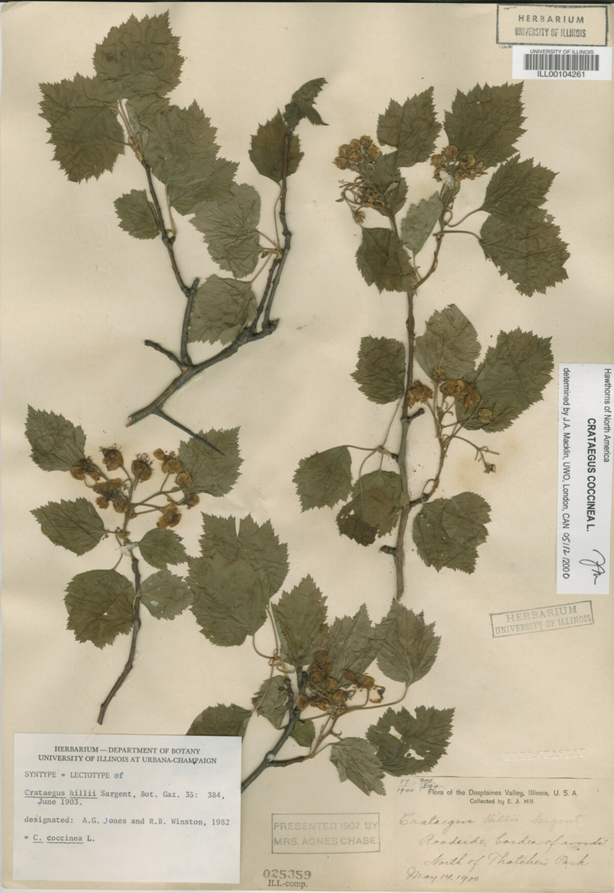Crataegus magniflora image