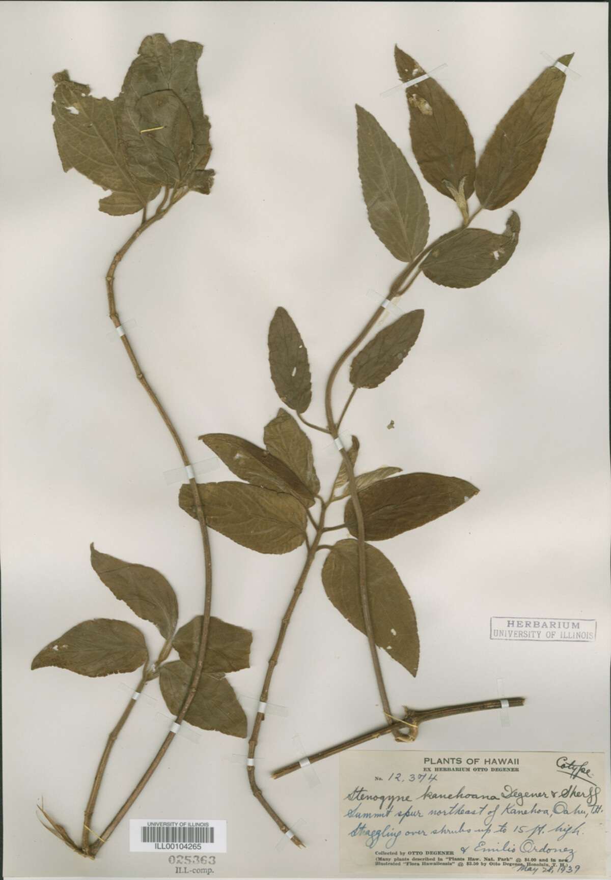 Stenogyne image