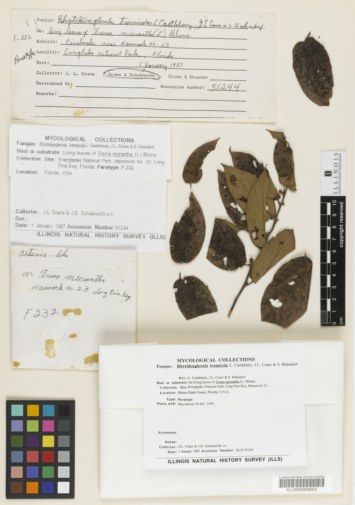 Rhytidenglerula tremicola image