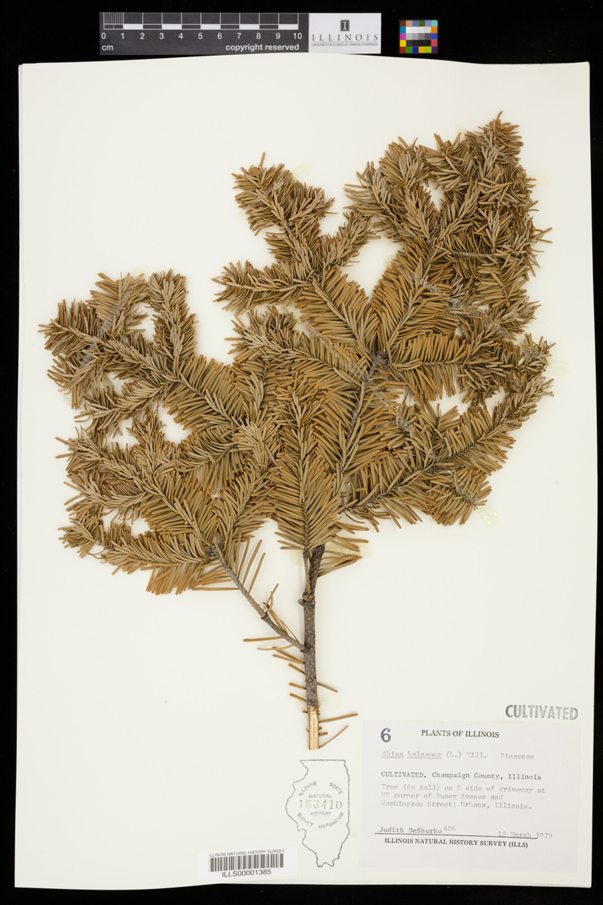 Abies balsamea image