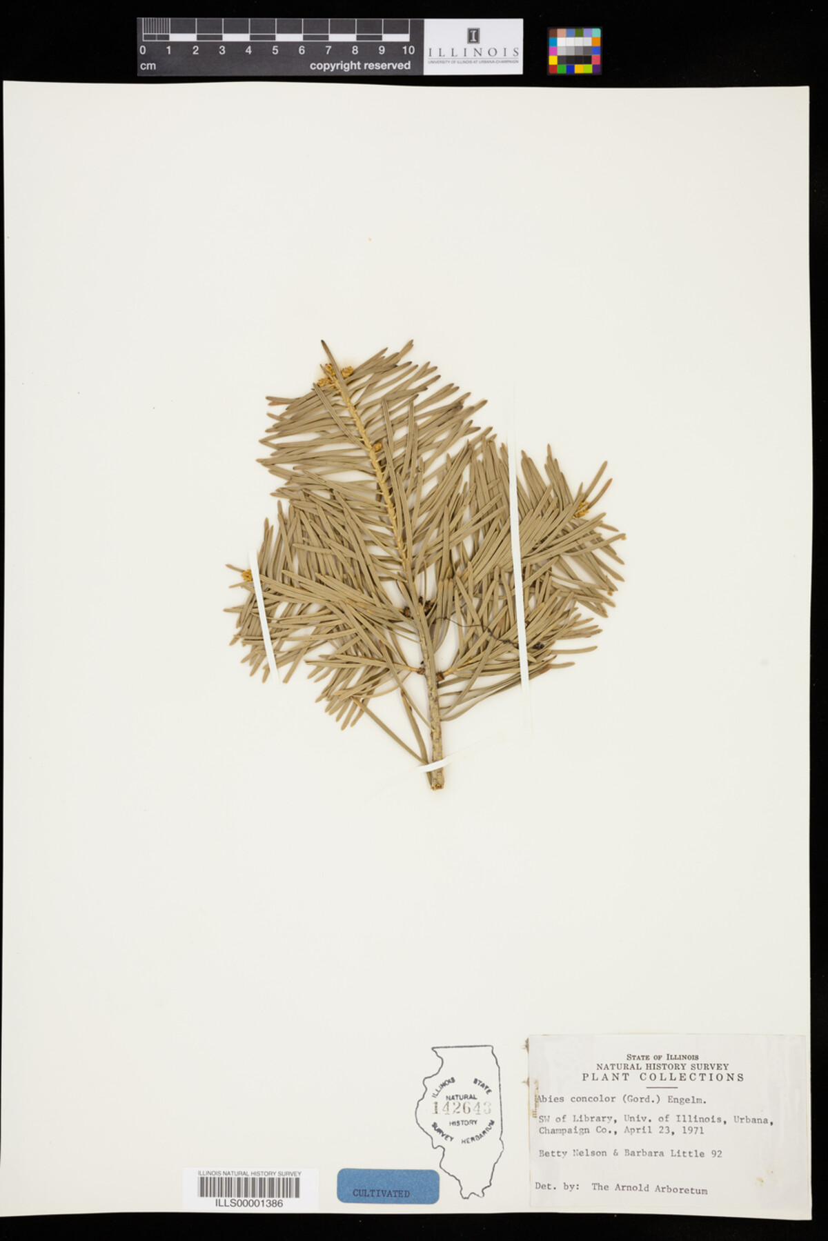 Abies concolor image