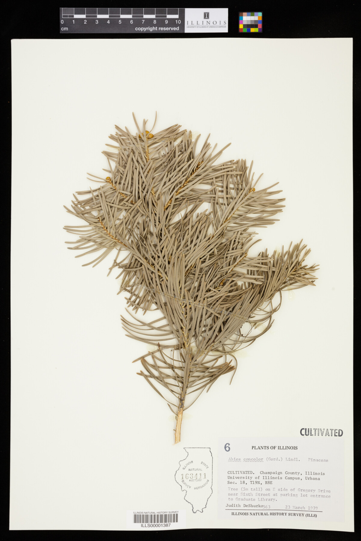 Abies concolor image