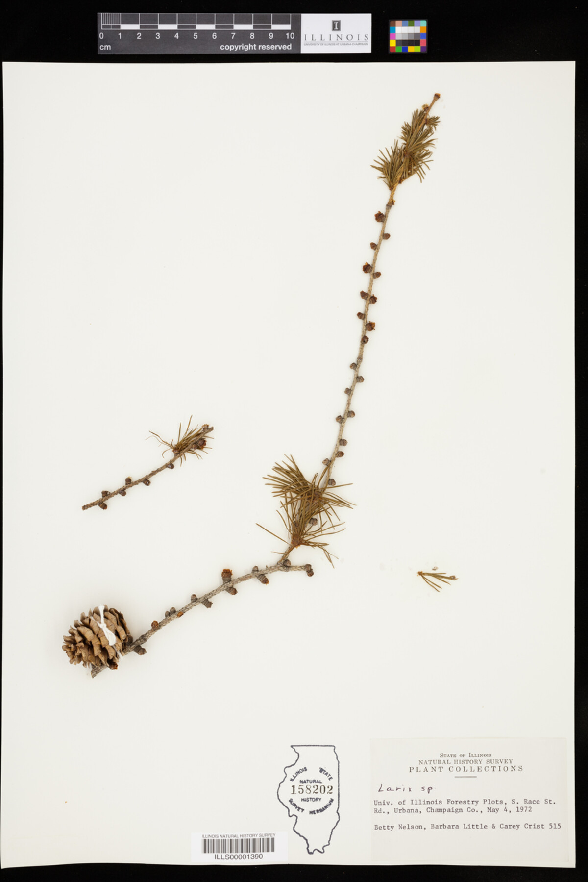 Larix image