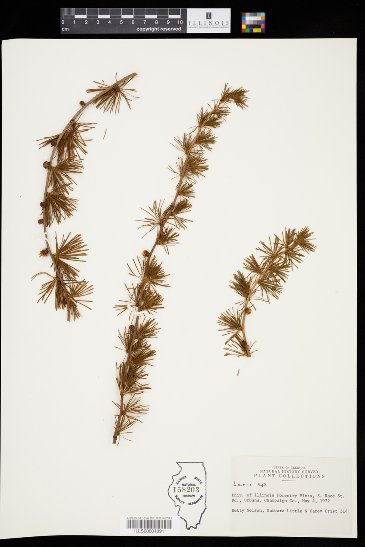 Larix image