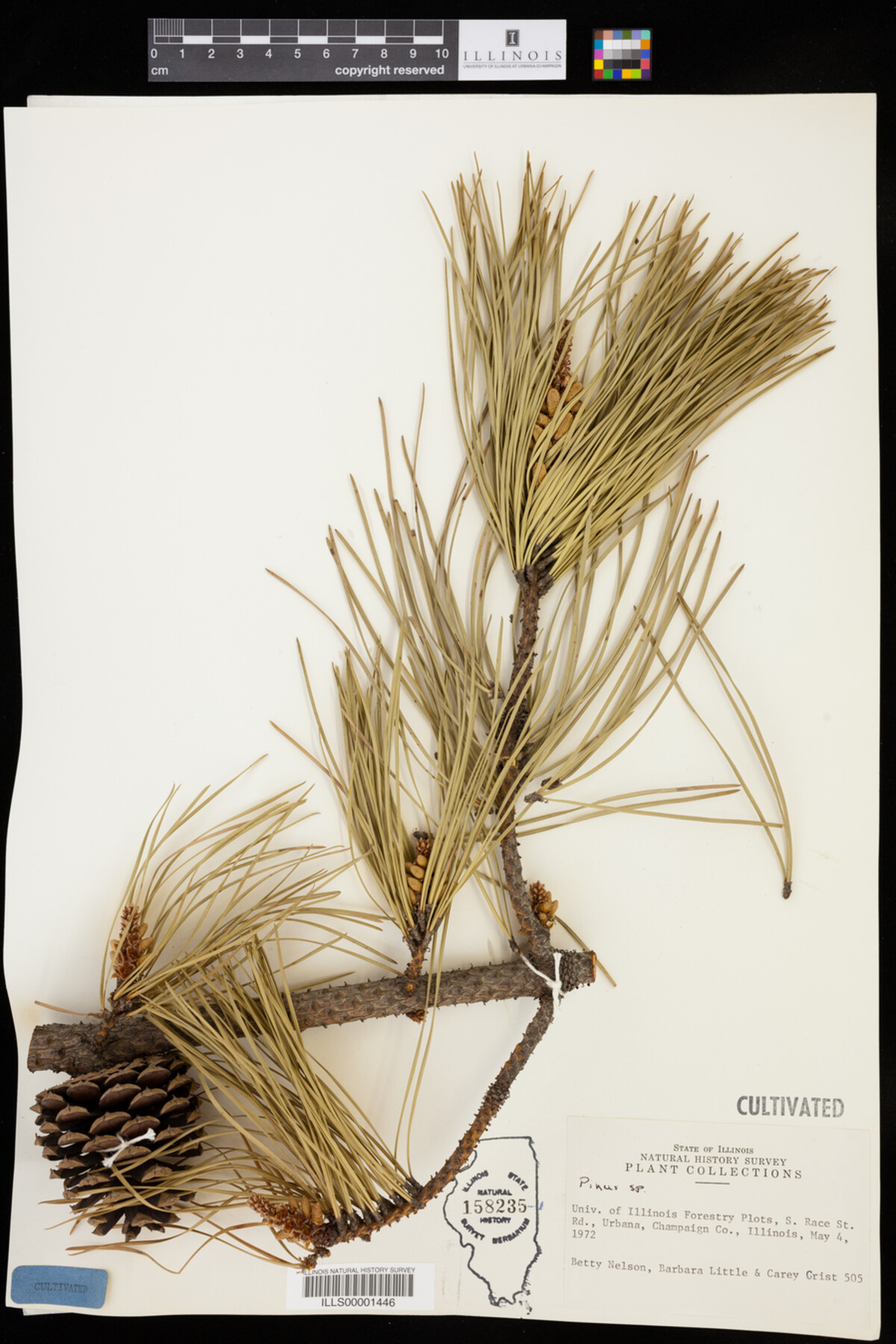 Pinus image