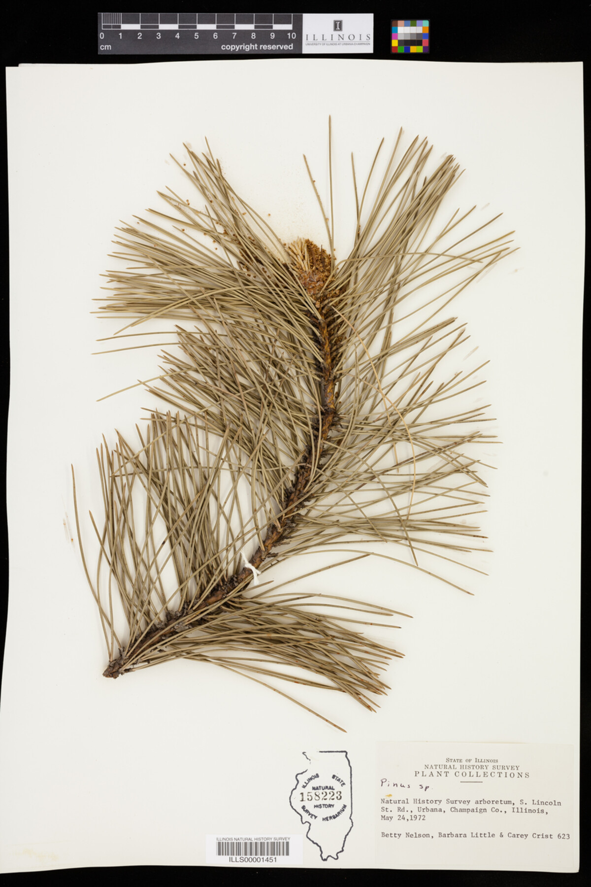 Pinaceae image