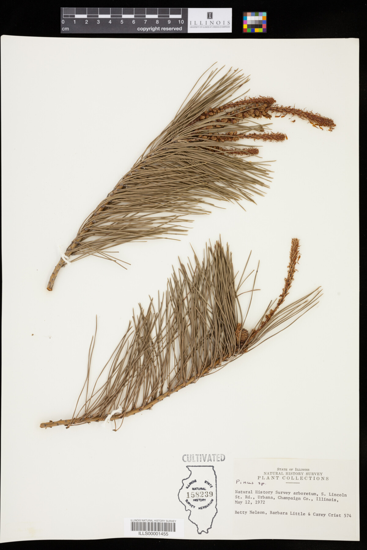 Pinus image