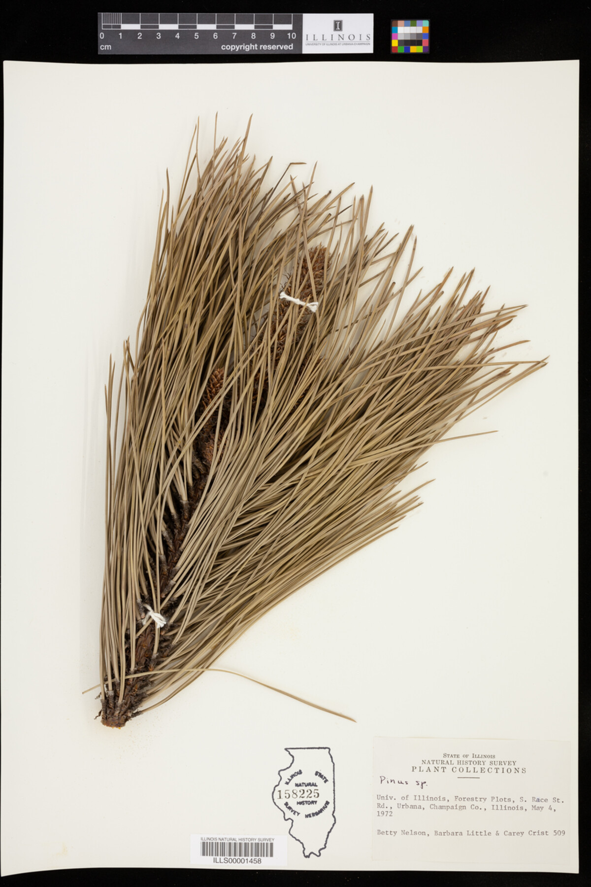 Pinus image