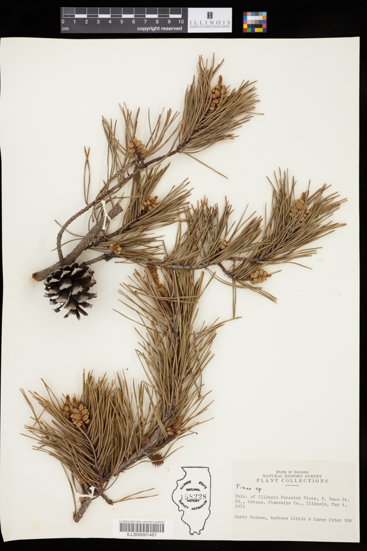 Pinus image