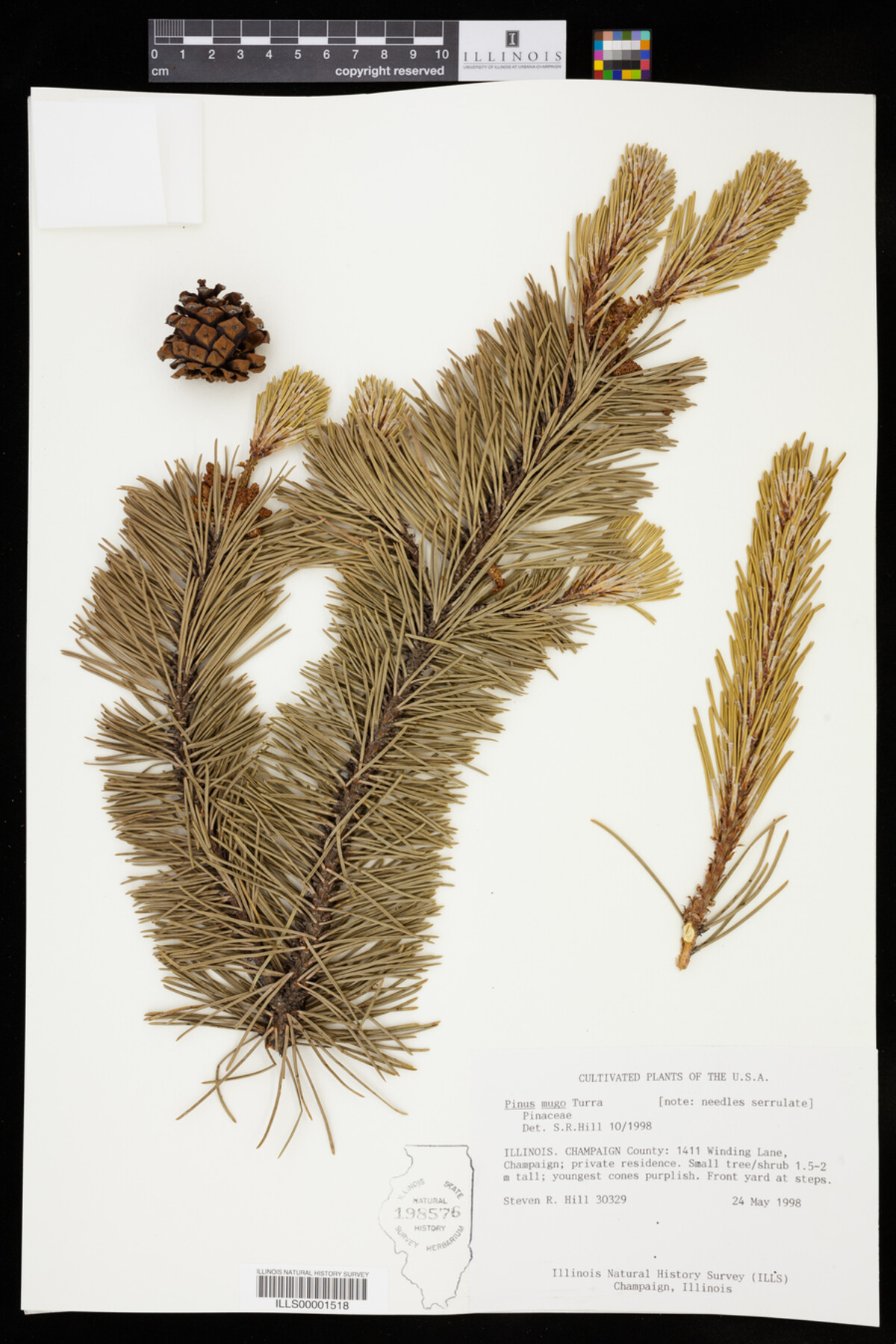 Pinus mugo image