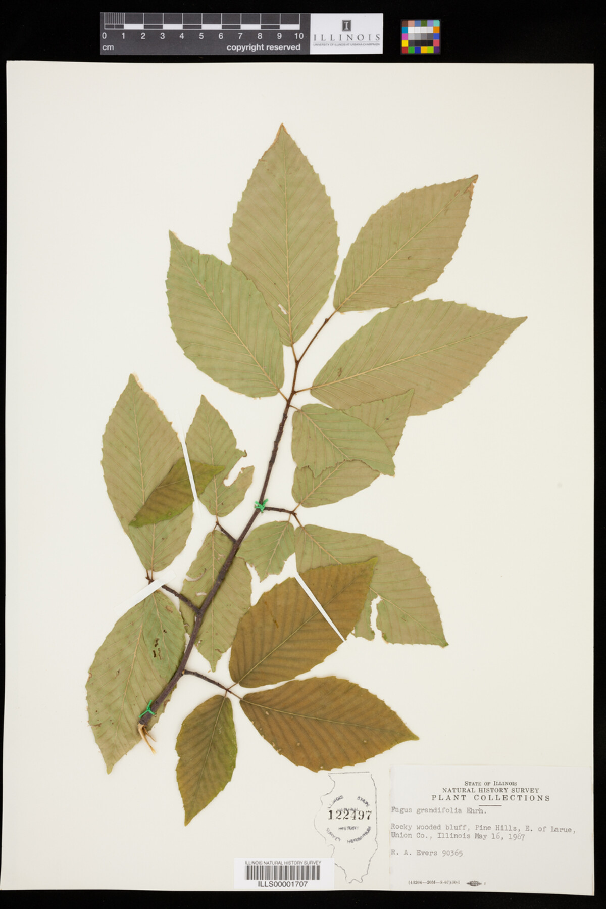 Fagus grandifolia image