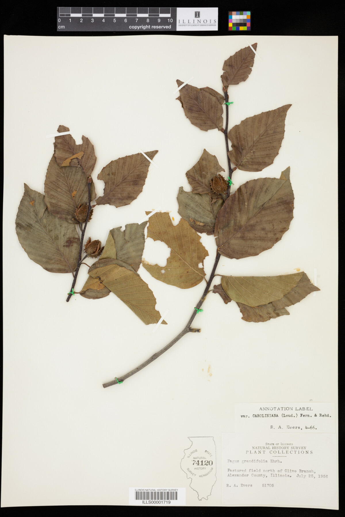 Fagus grandifolia image