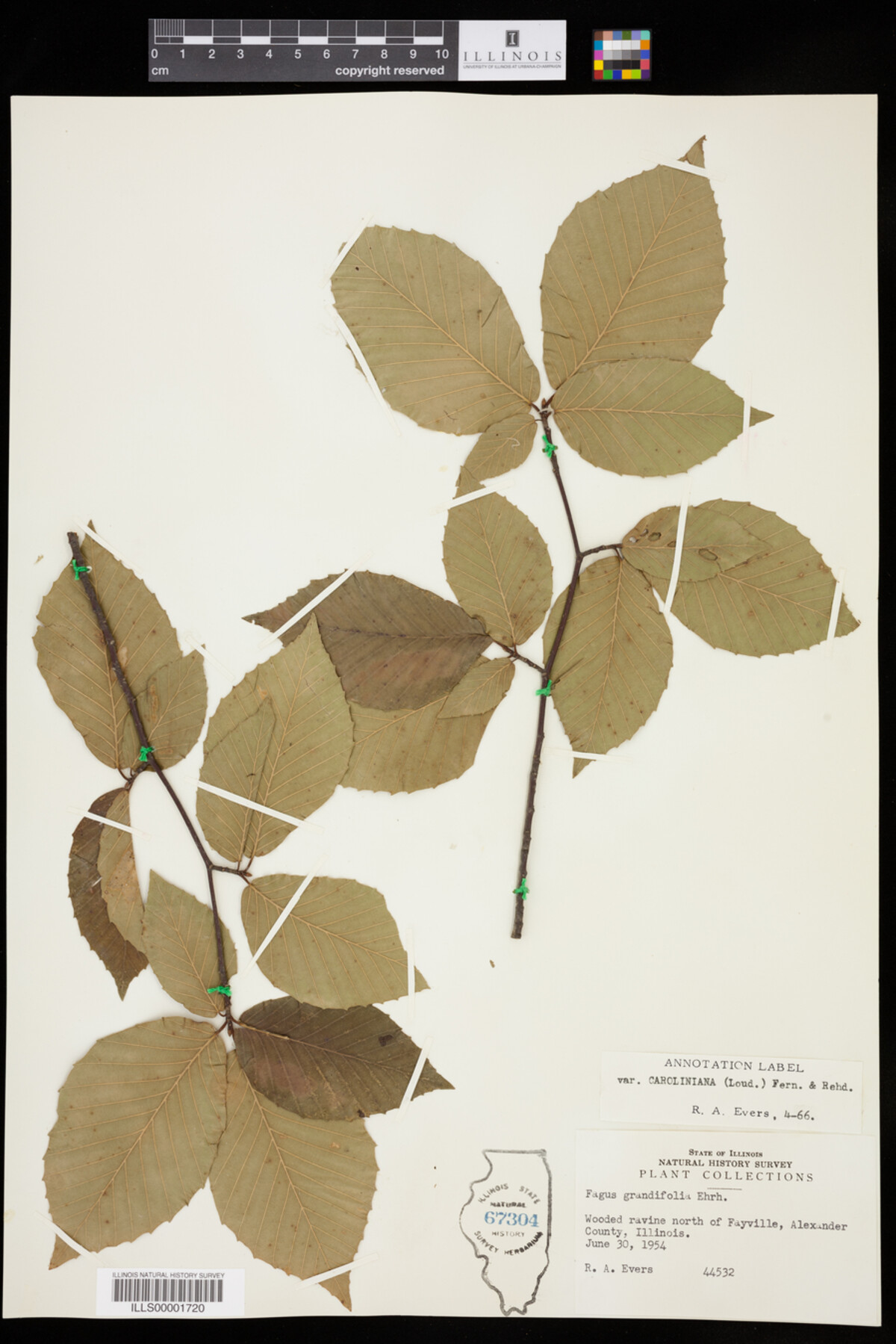 Fagus grandifolia image