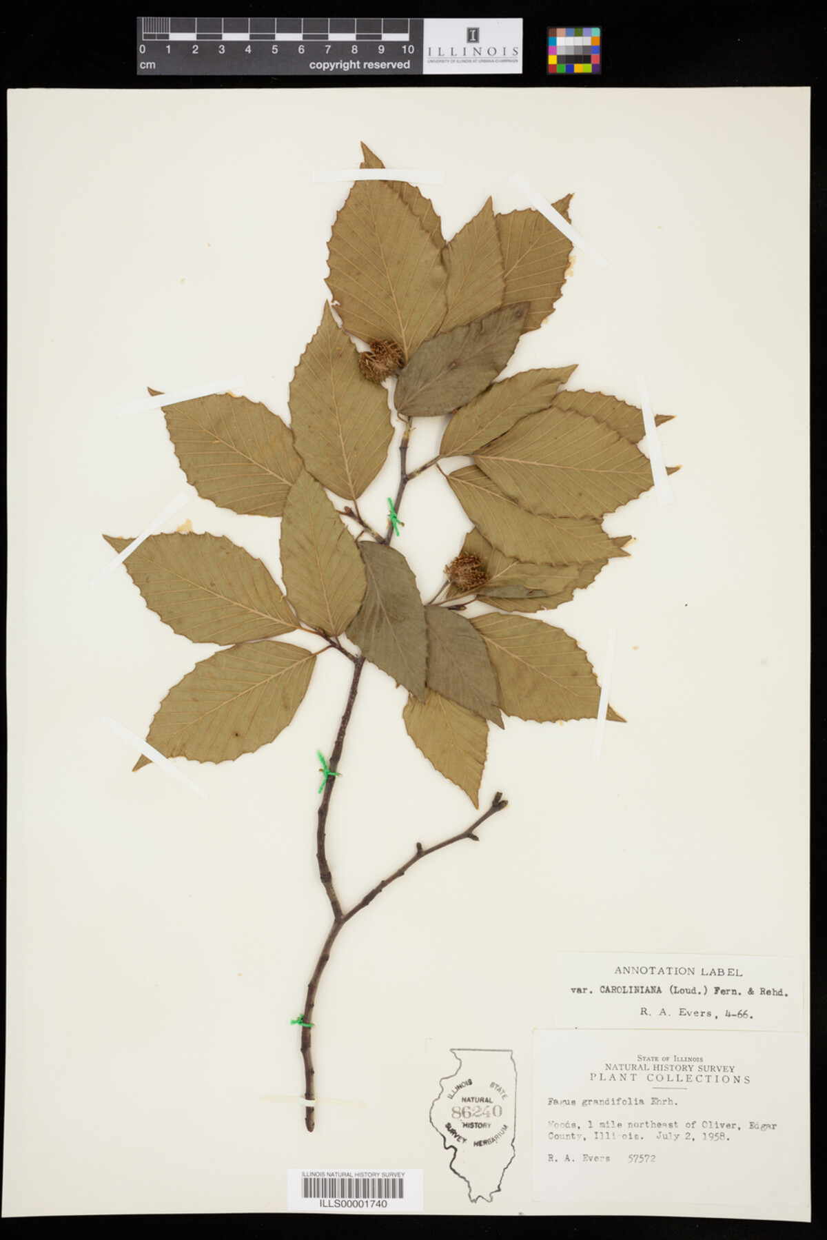 Fagus image
