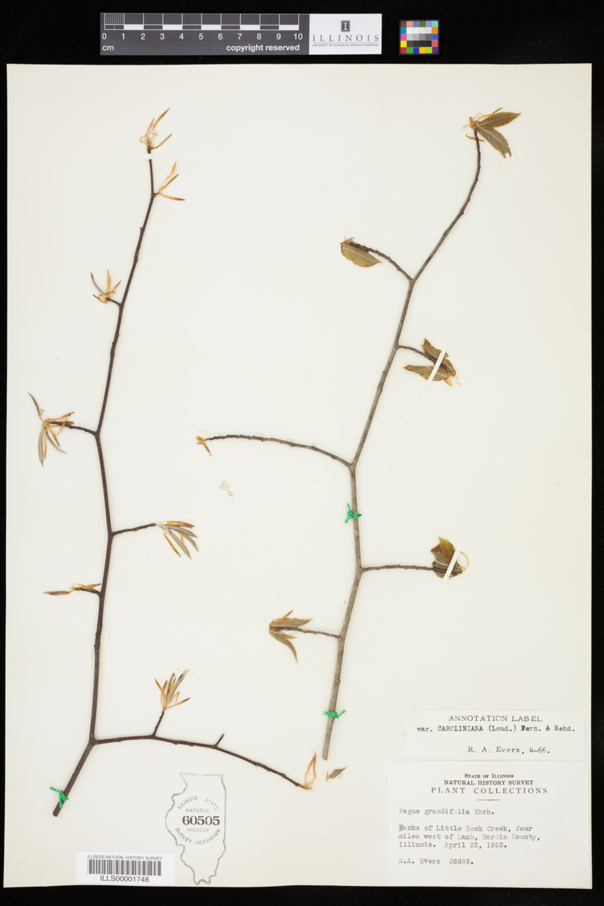 Fagus grandifolia image