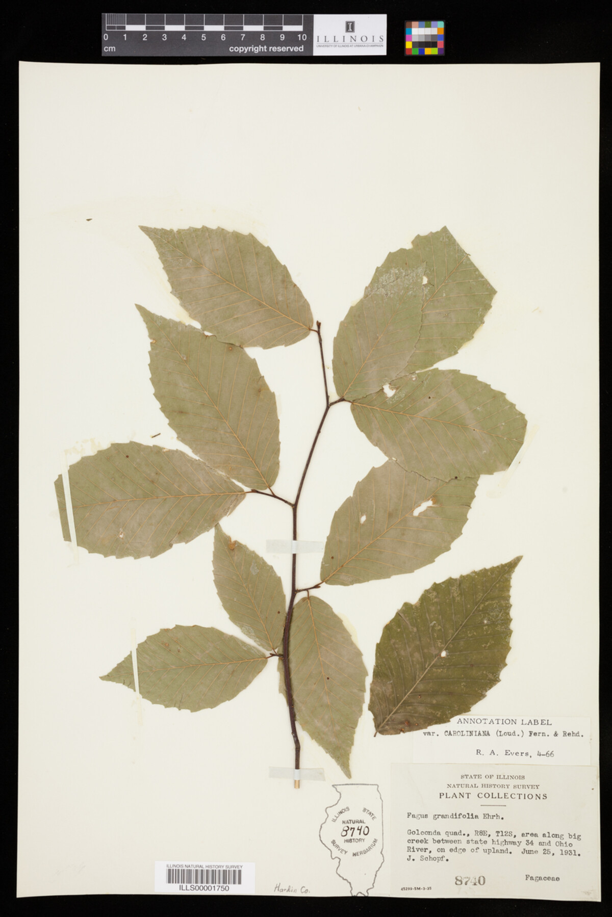 Fagus grandifolia image