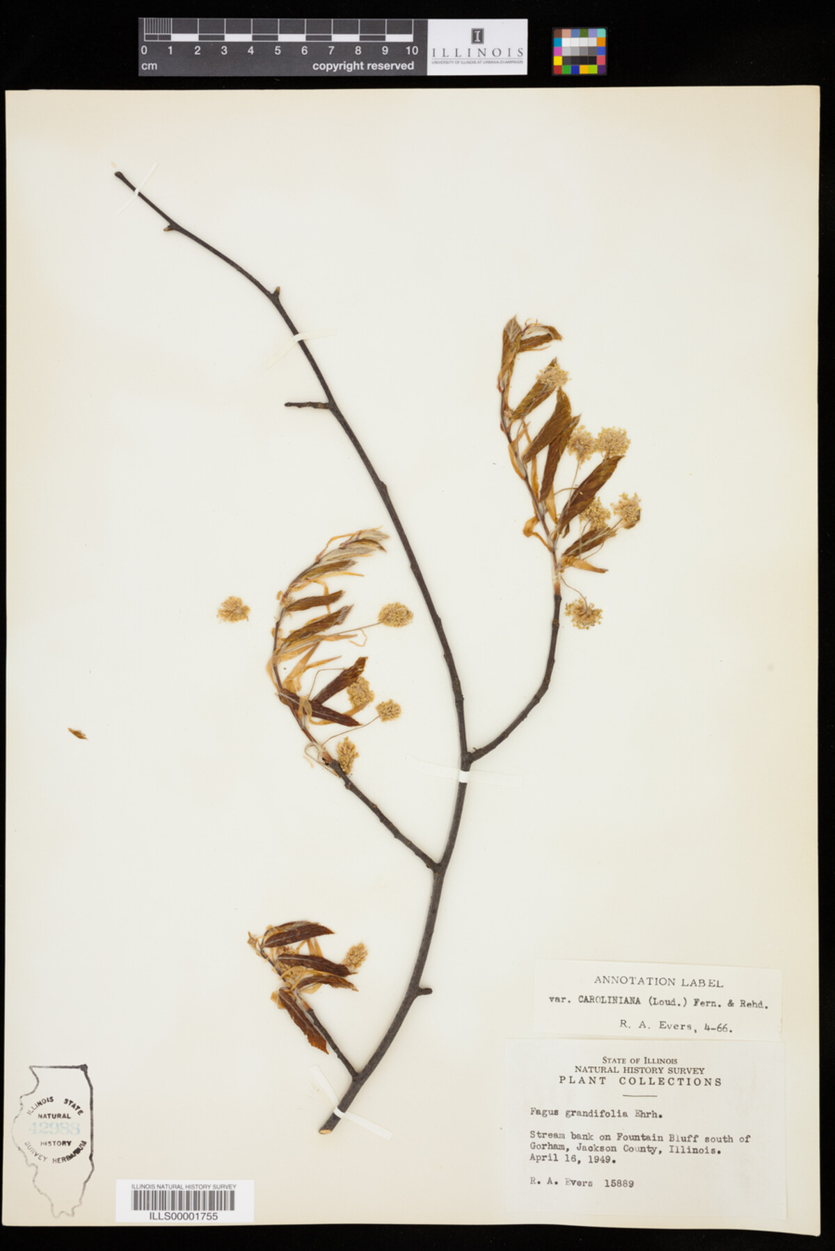 Fagus grandifolia image