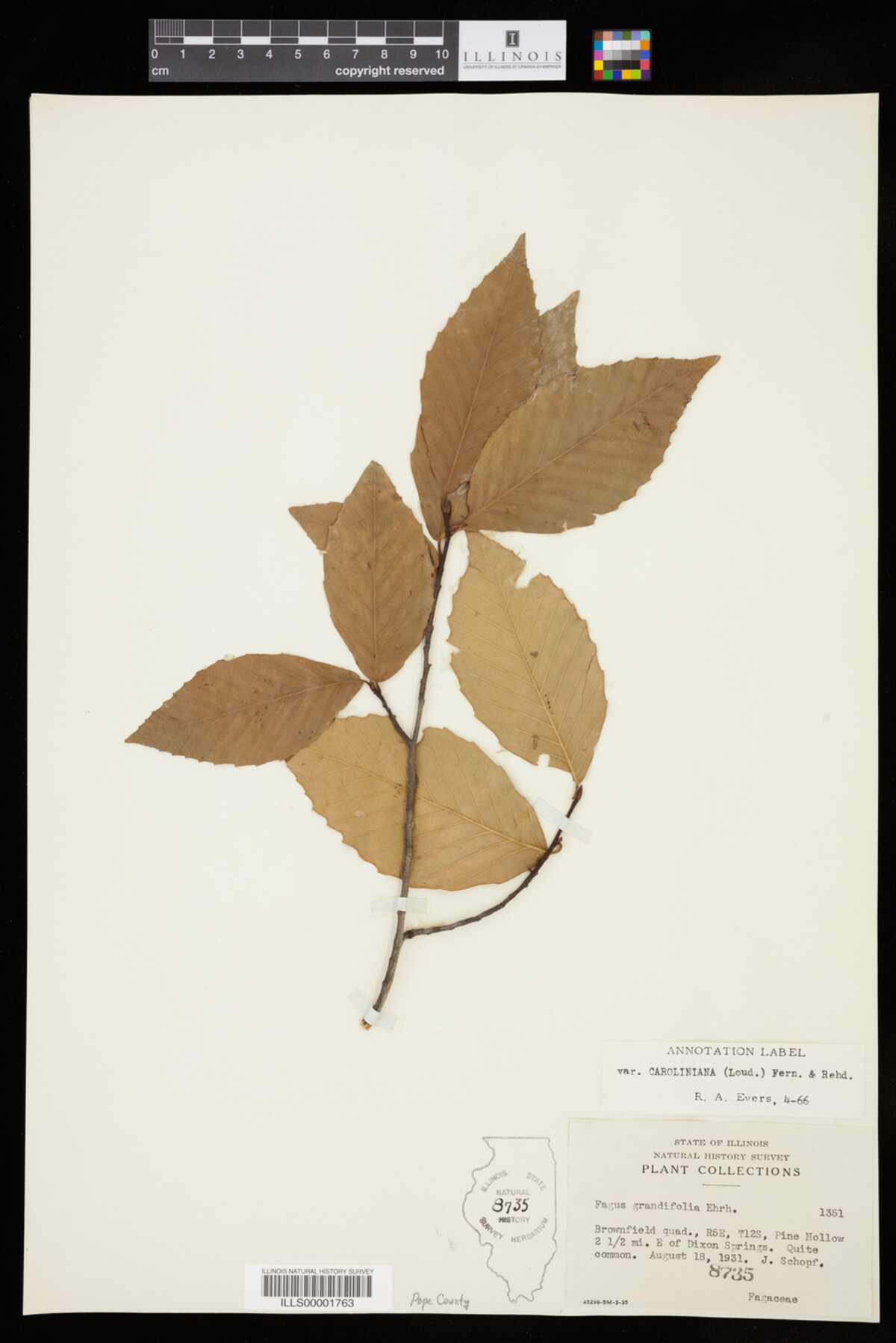Fagus grandifolia image