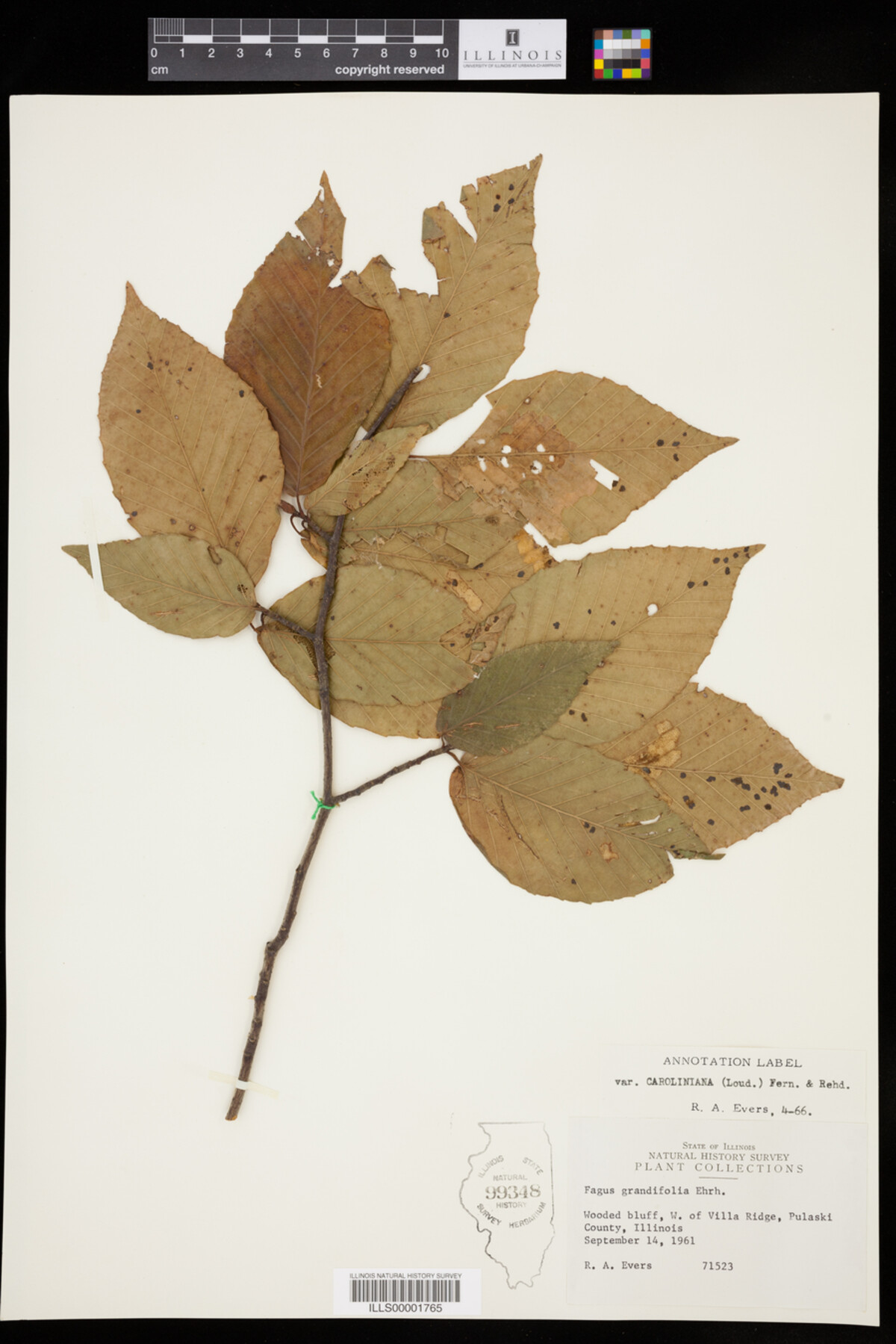 Fagus grandifolia image
