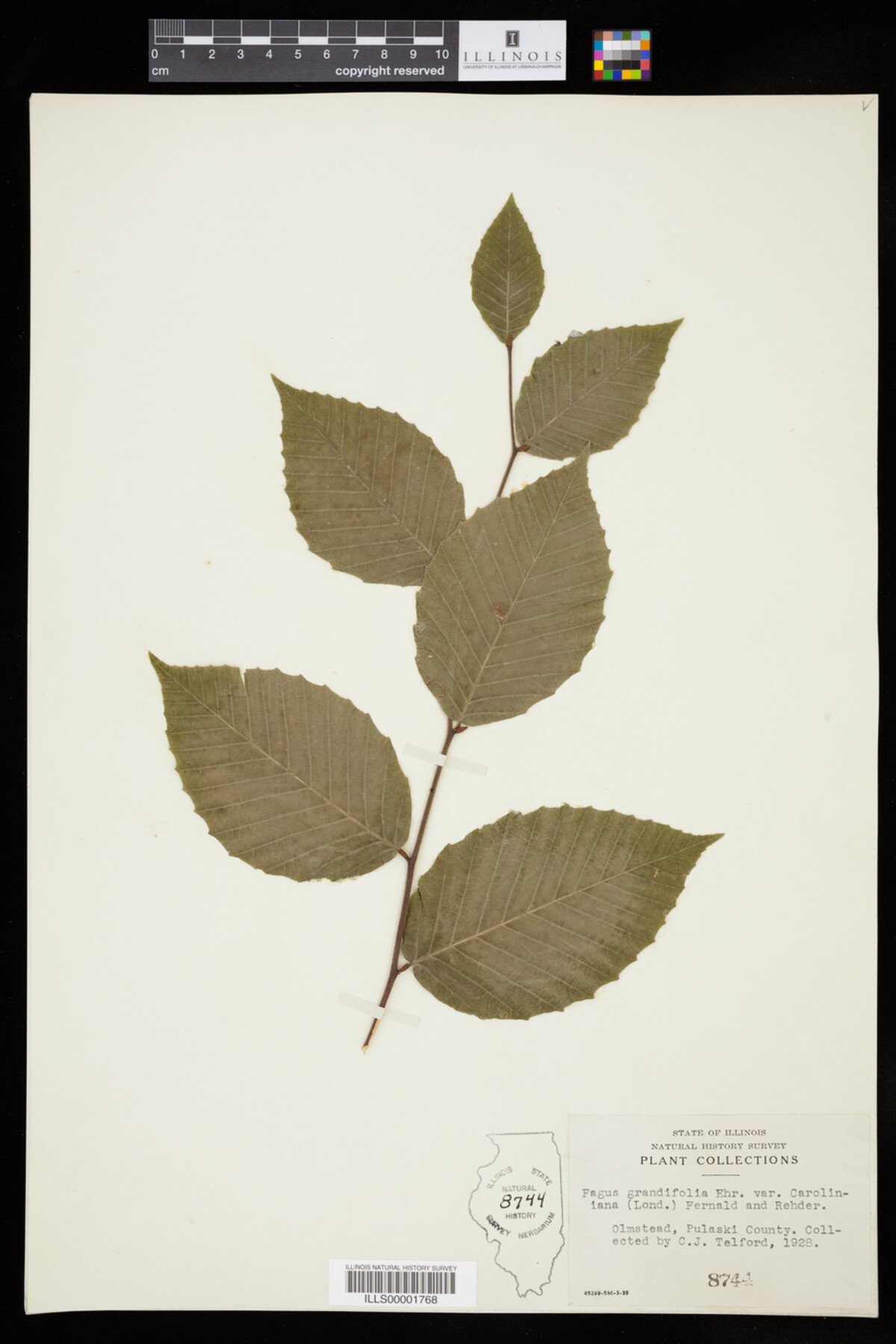 Fagus grandifolia image