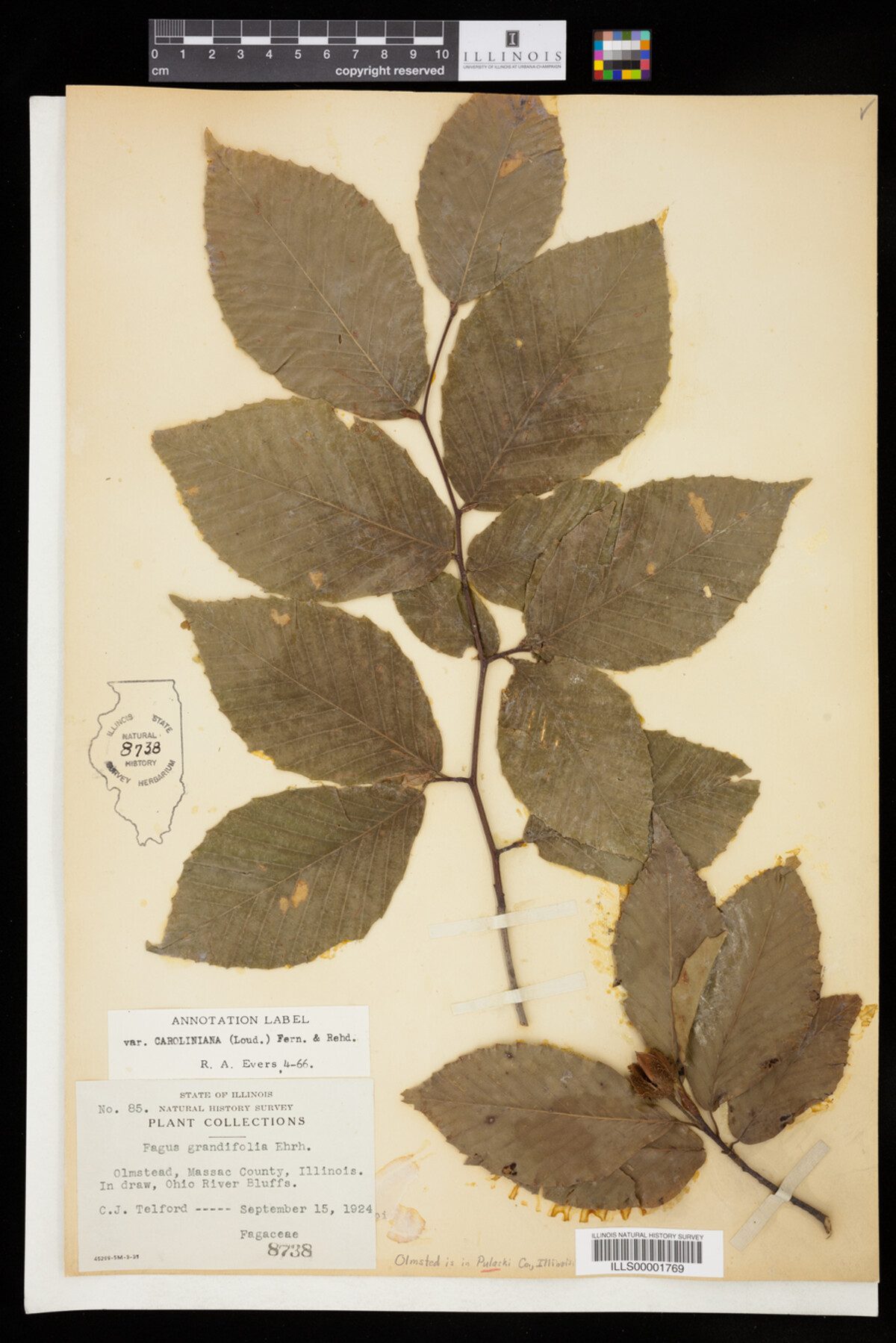 Fagus grandifolia image
