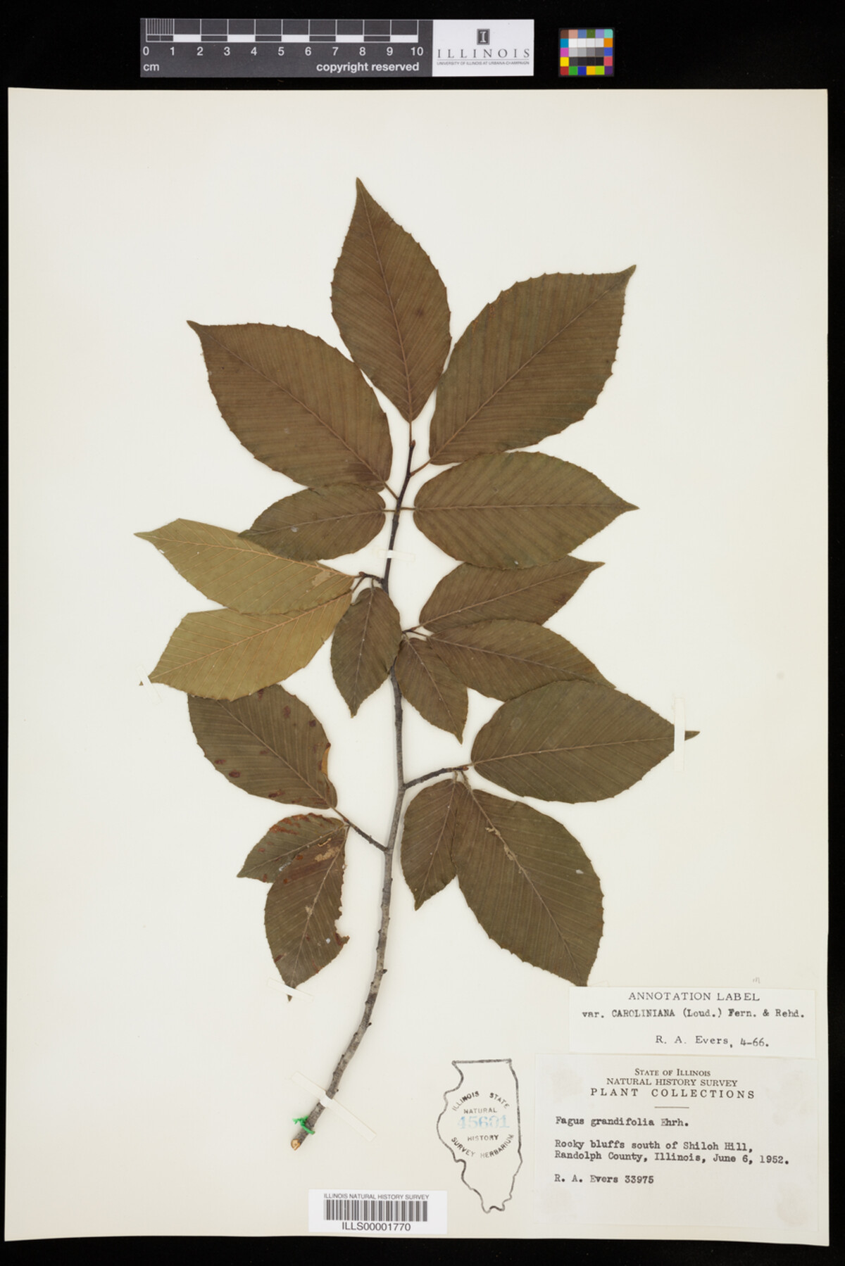Fagus grandifolia image