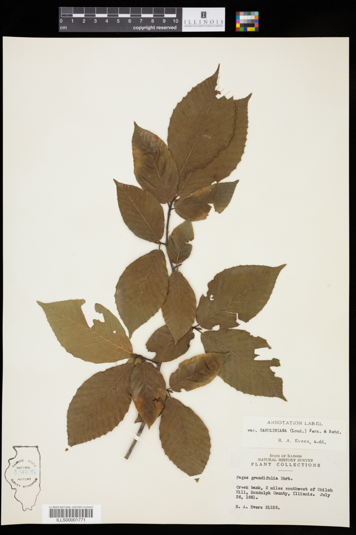 Fagus grandifolia image