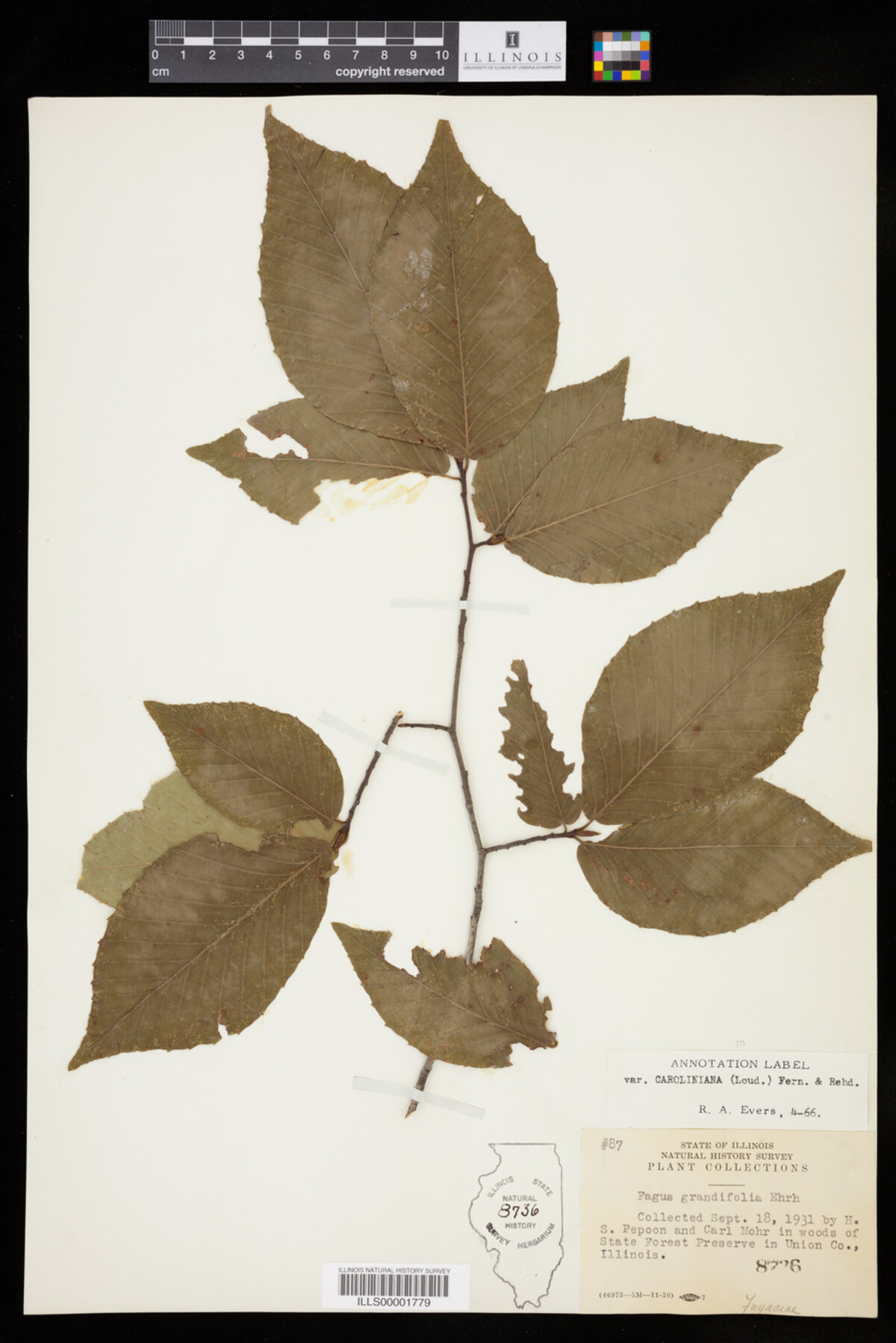 Fagus grandifolia image
