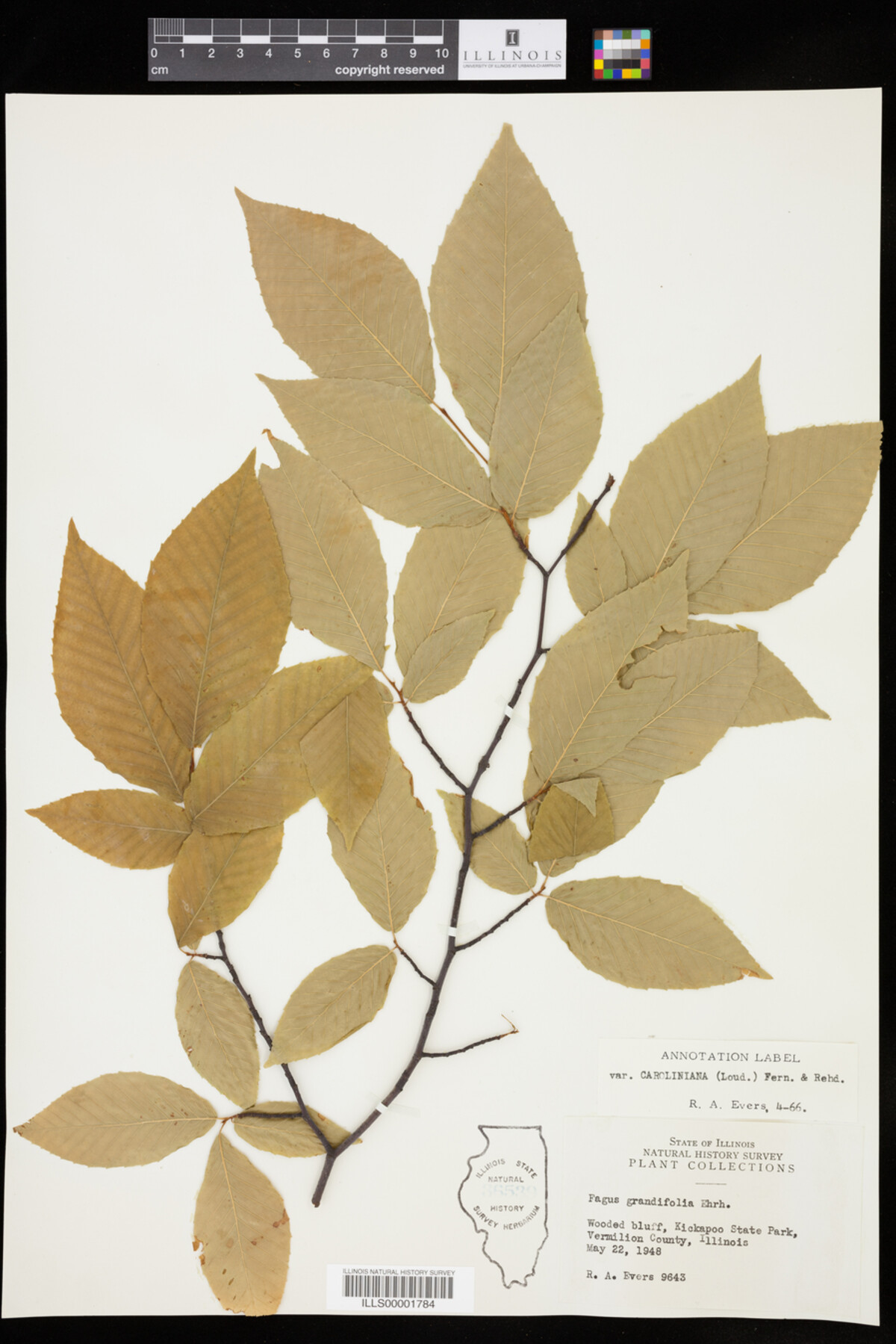 Fagus grandifolia image