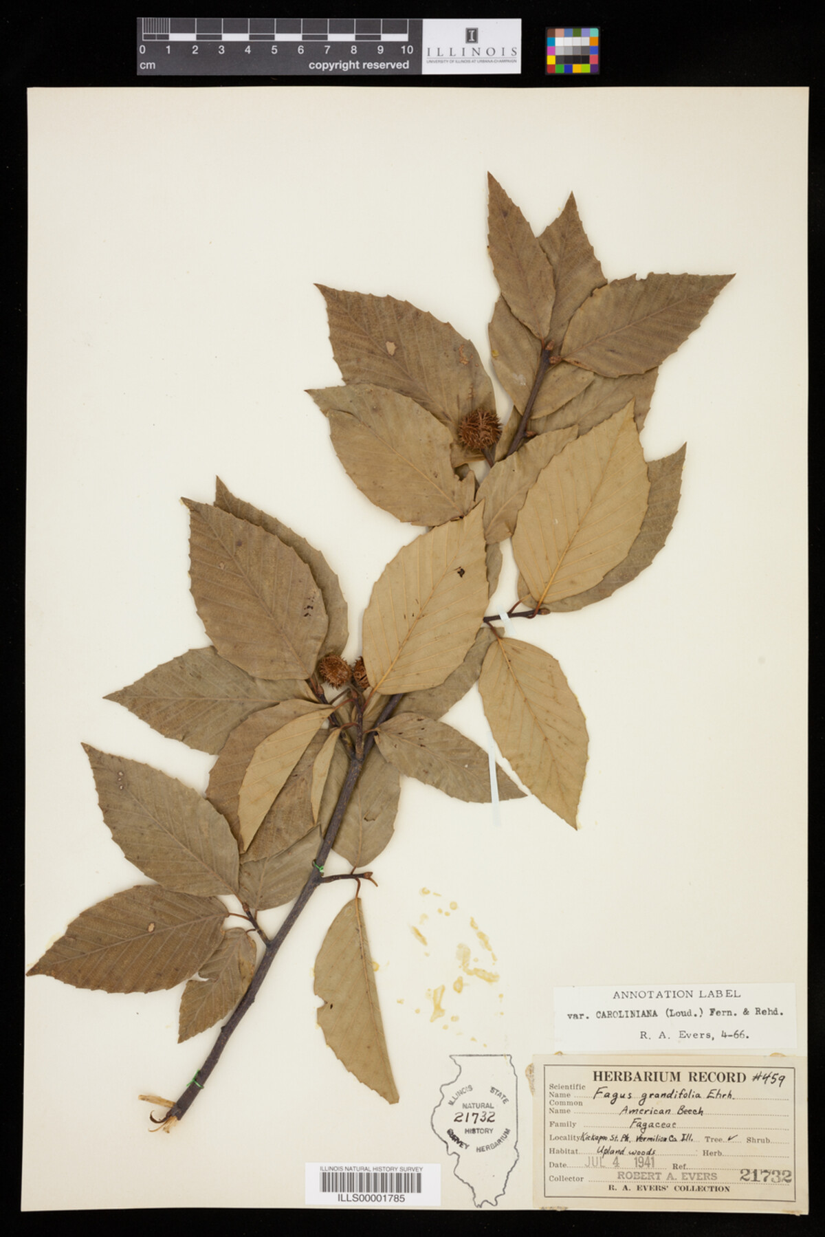 Fagus image