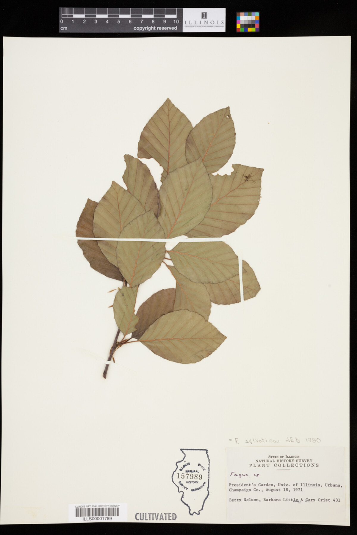 Fagus sylvatica image