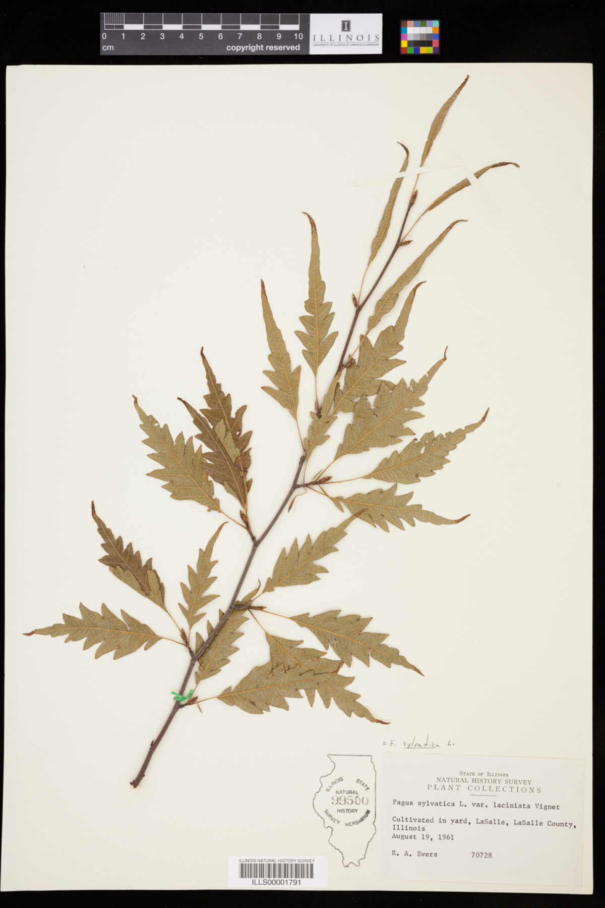 Fagus sylvatica image