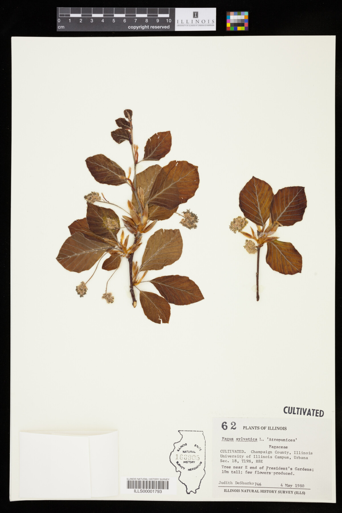 Fagus sylvatica image
