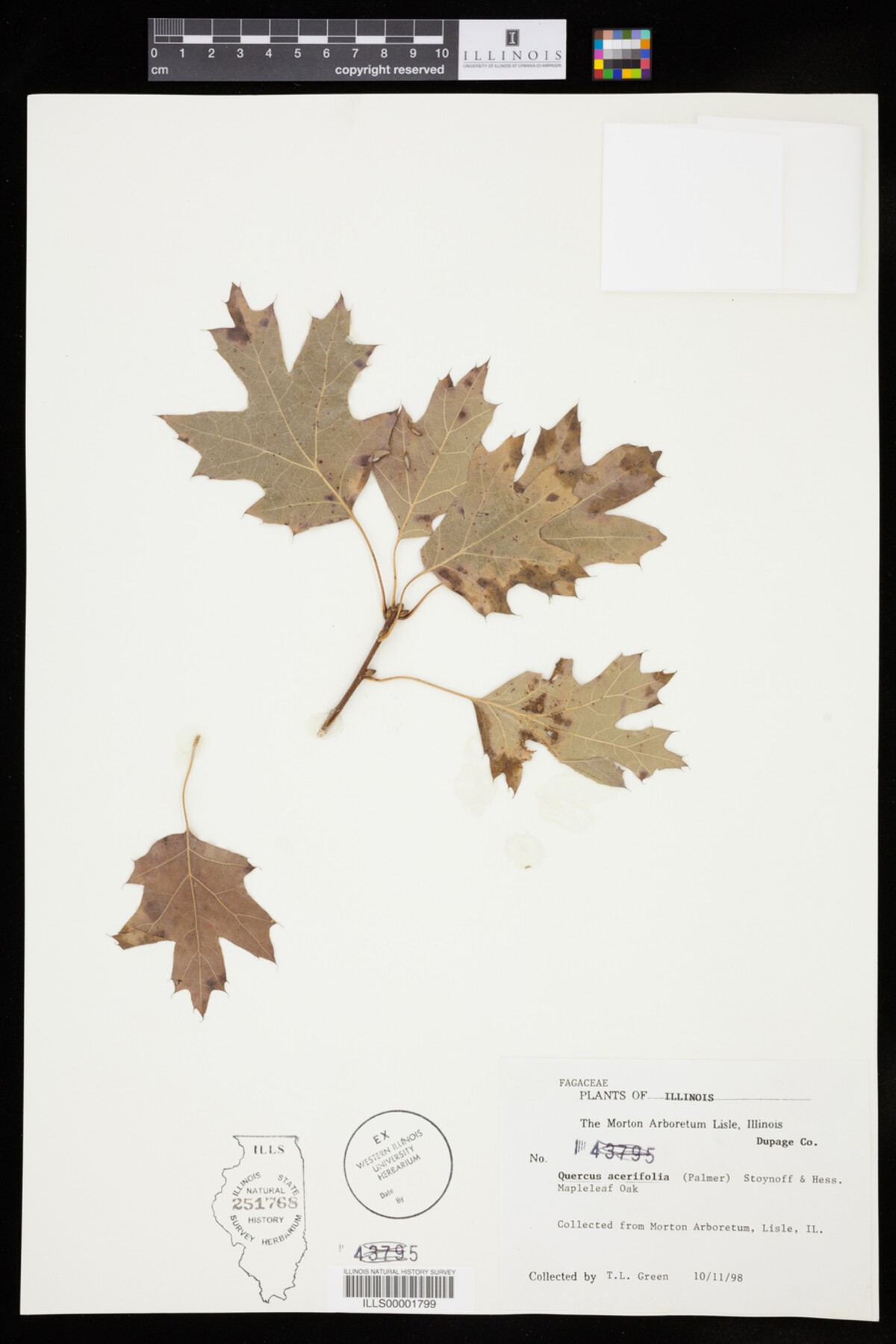 Quercus acerifolia image