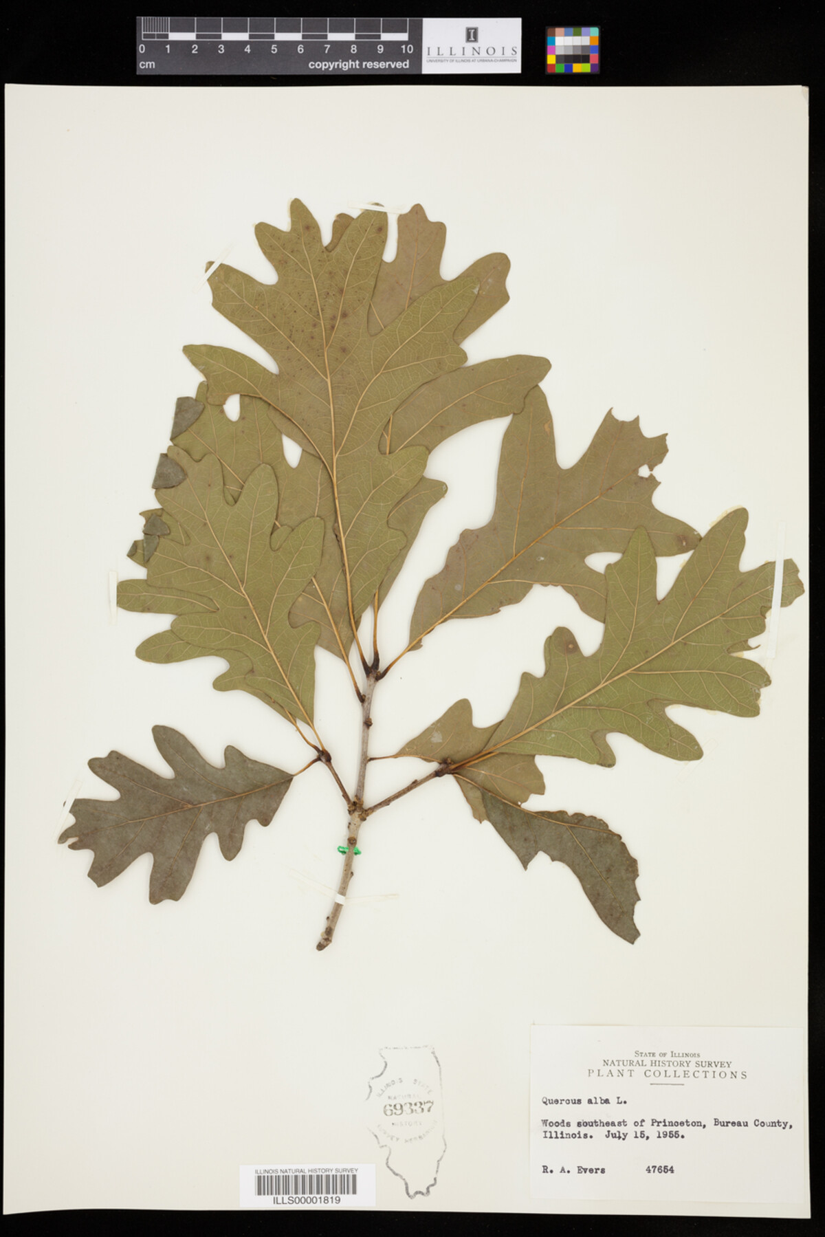 Quercus alba image