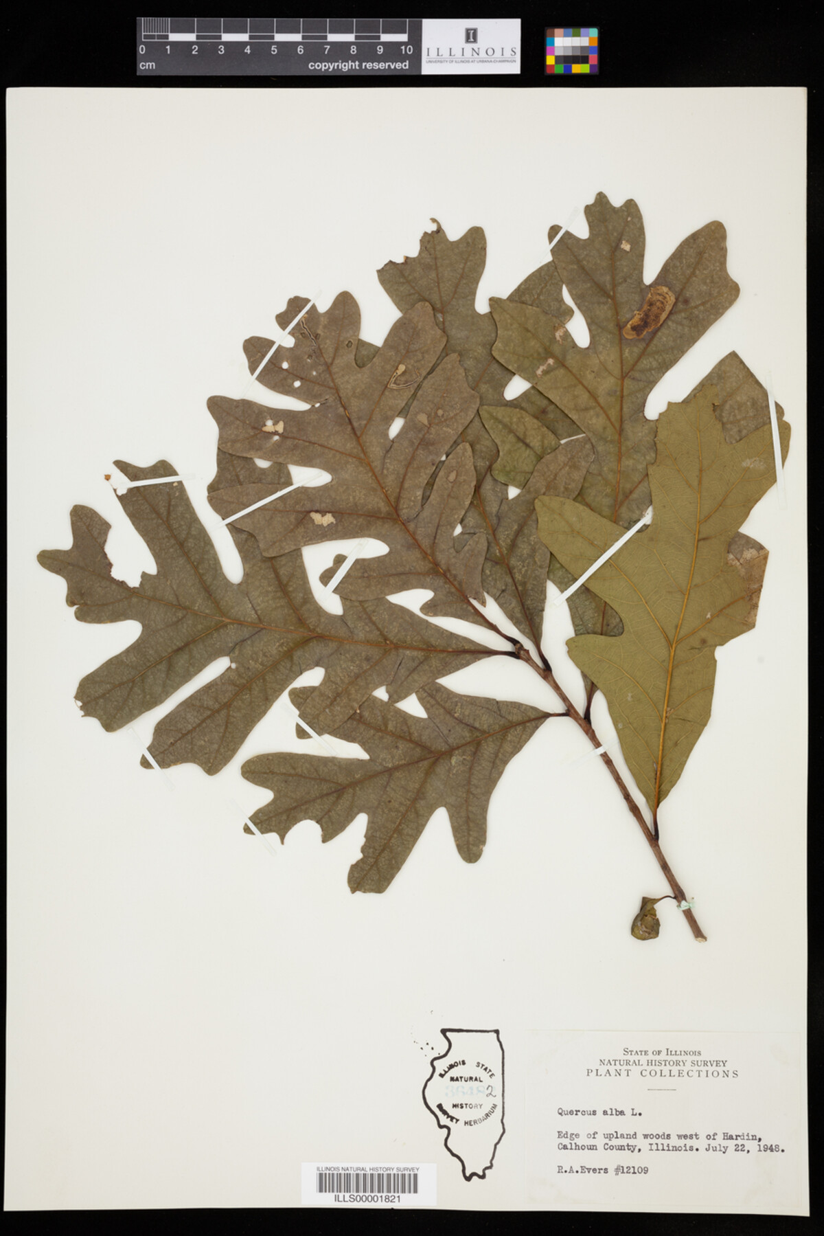Quercus alba image