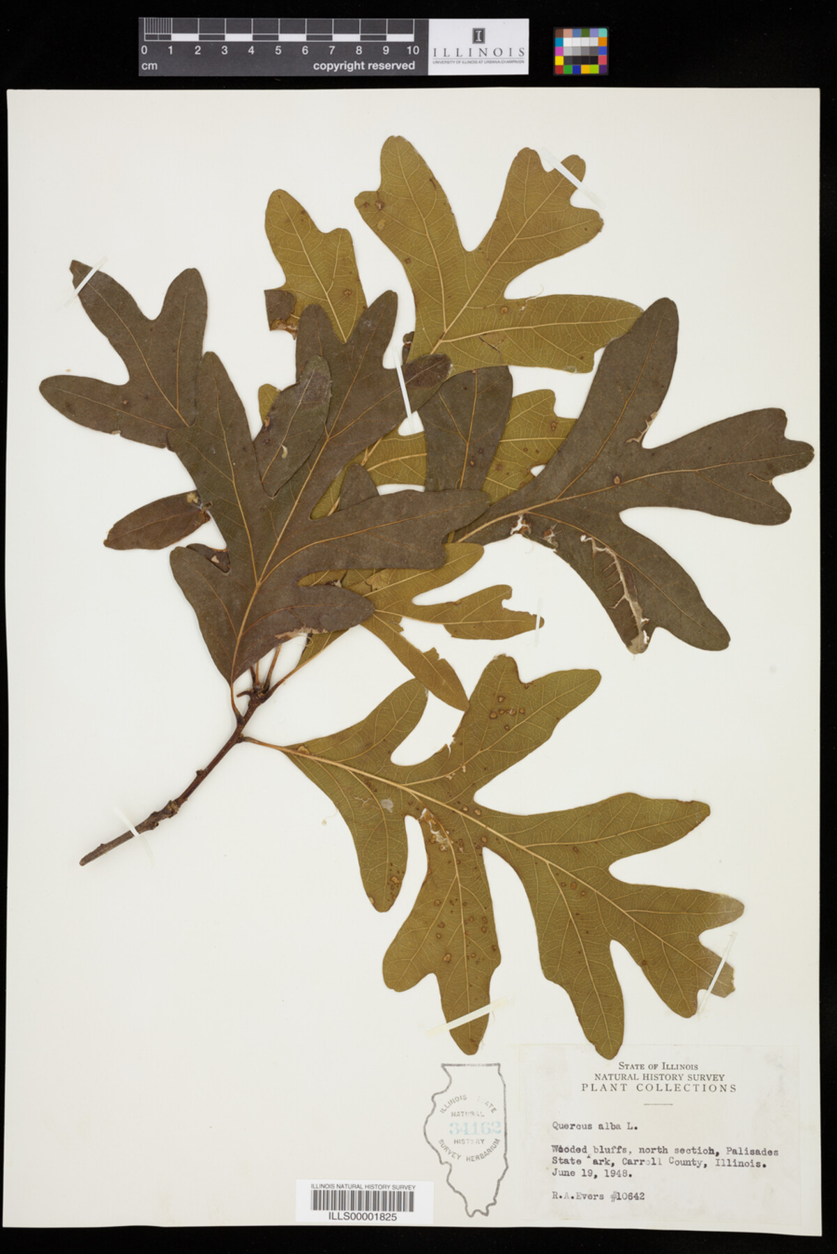 Quercus alba image