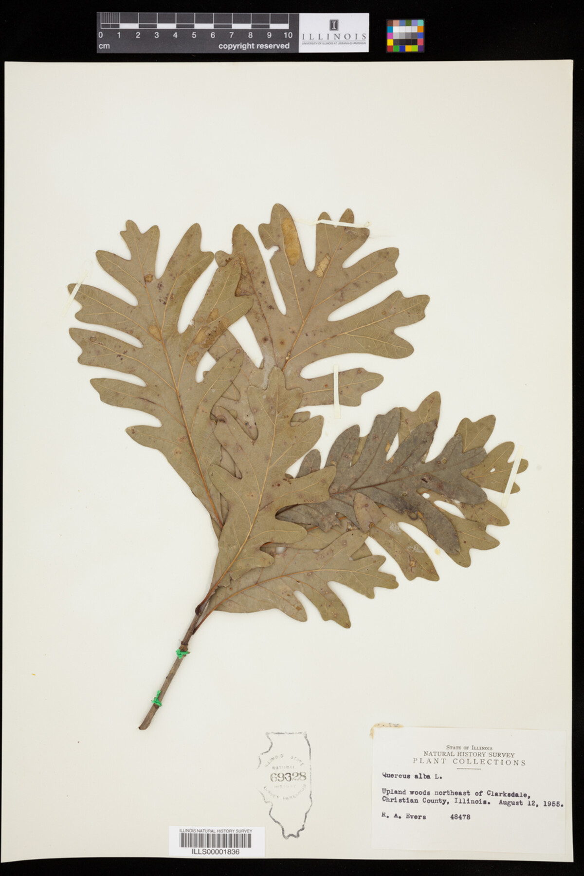 Quercus alba image