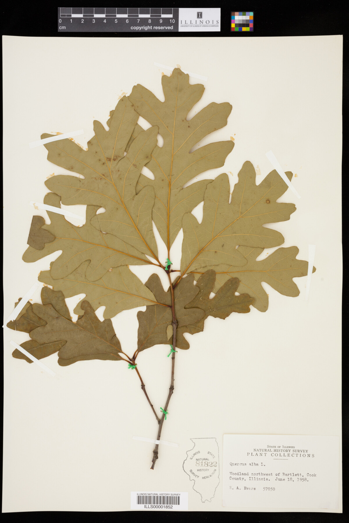Quercus alba image