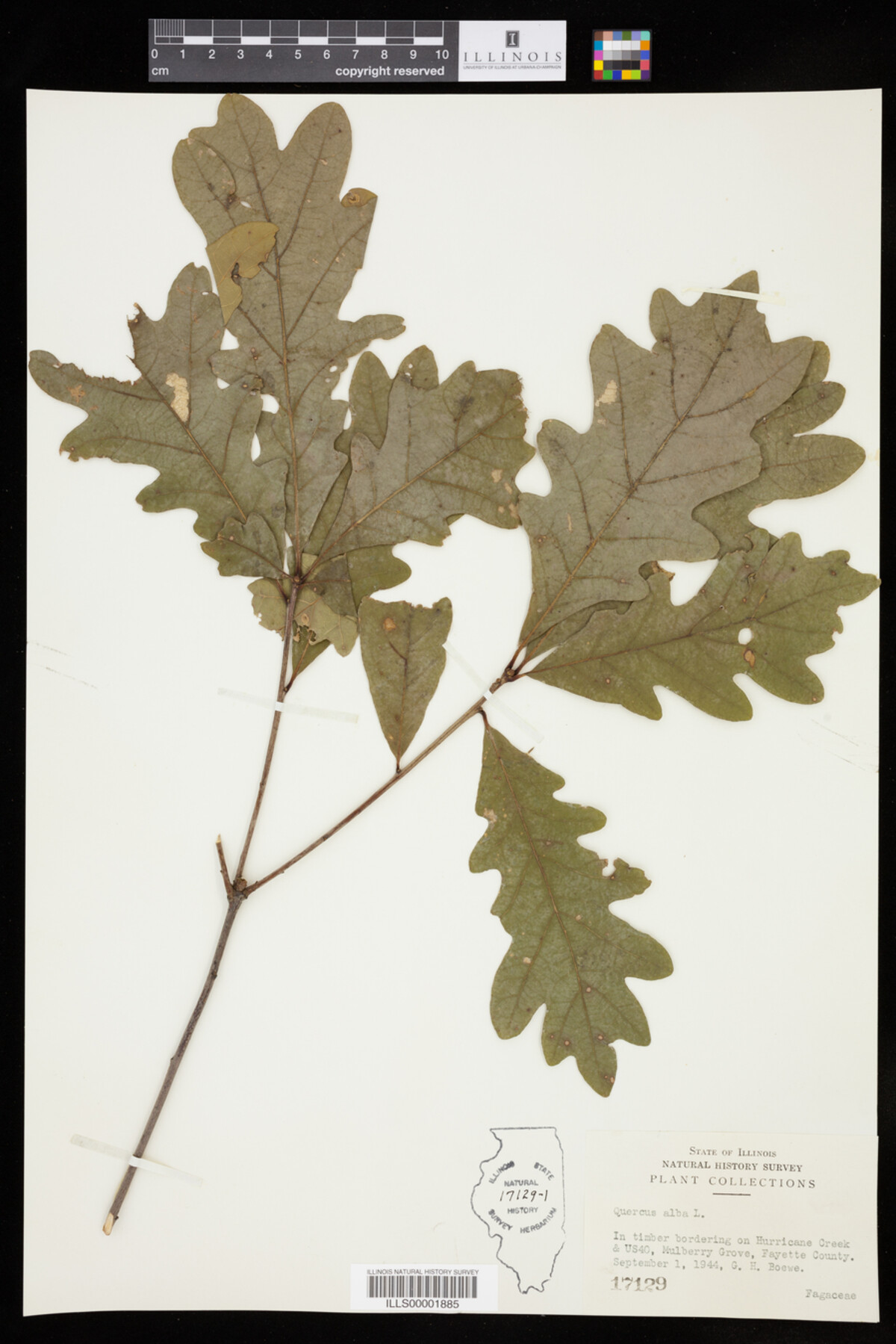 Quercus alba image